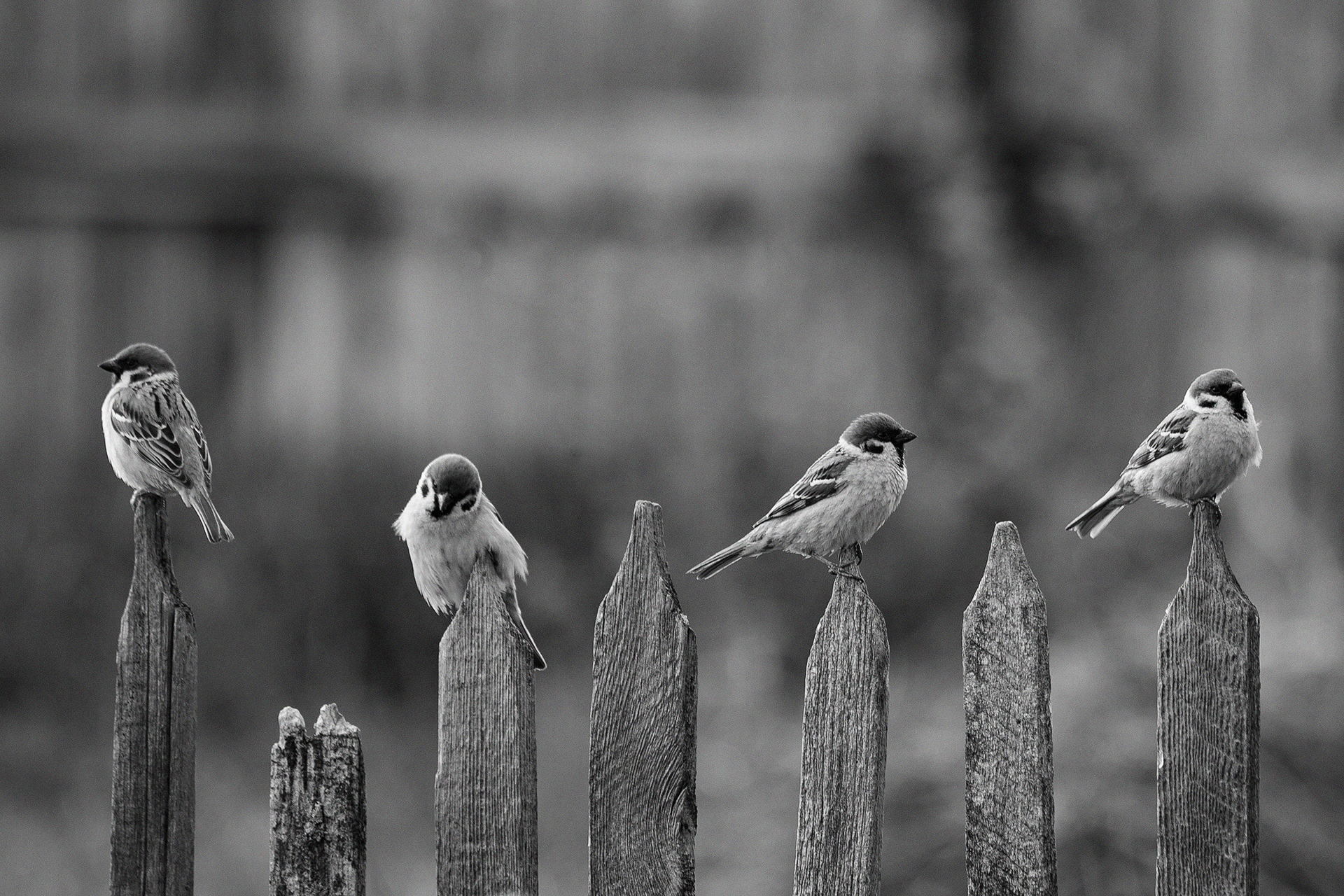 , Сосновских Вячеслав