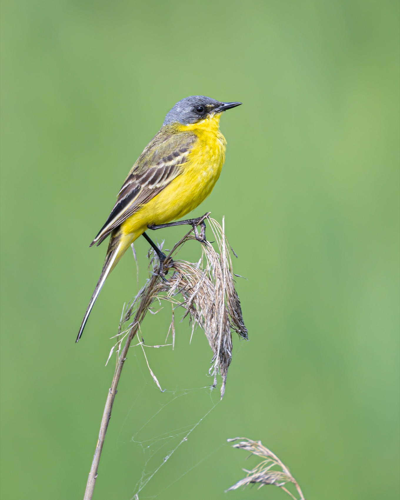желтая трясогузка, трясогузка, птицы, Руслан Pl