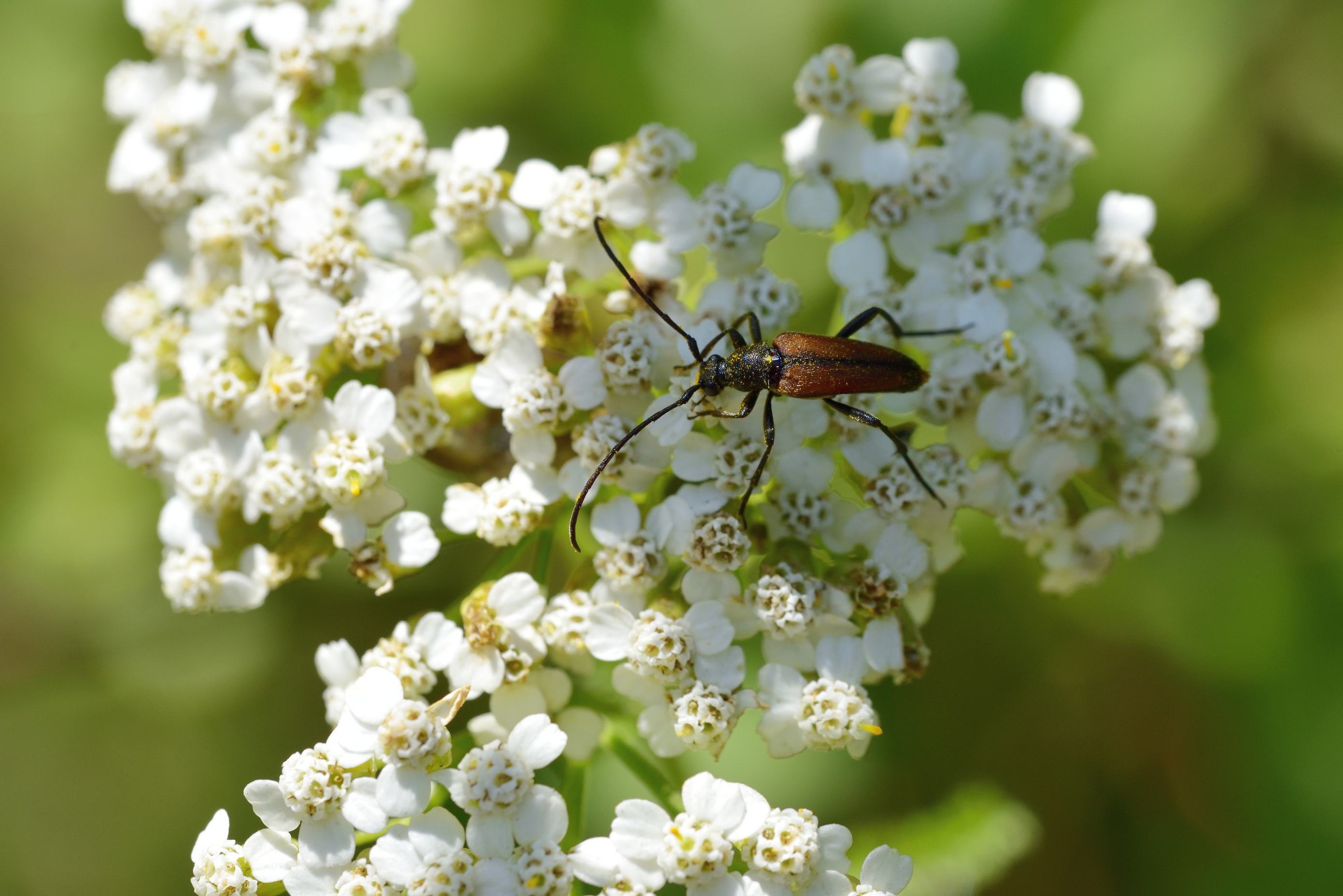, Корнейчук Игорь