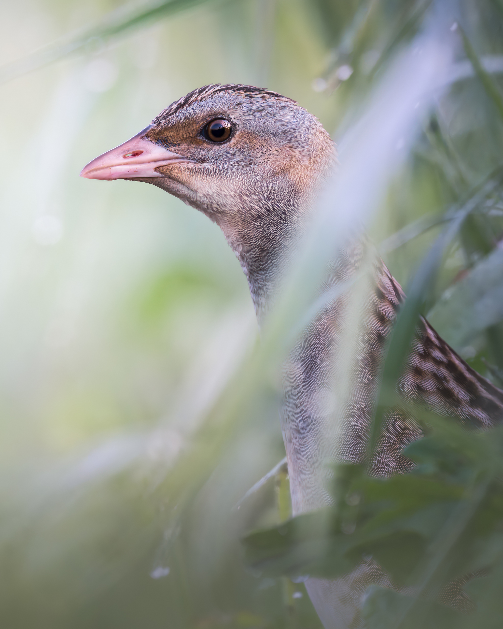 , Поляков Михаил