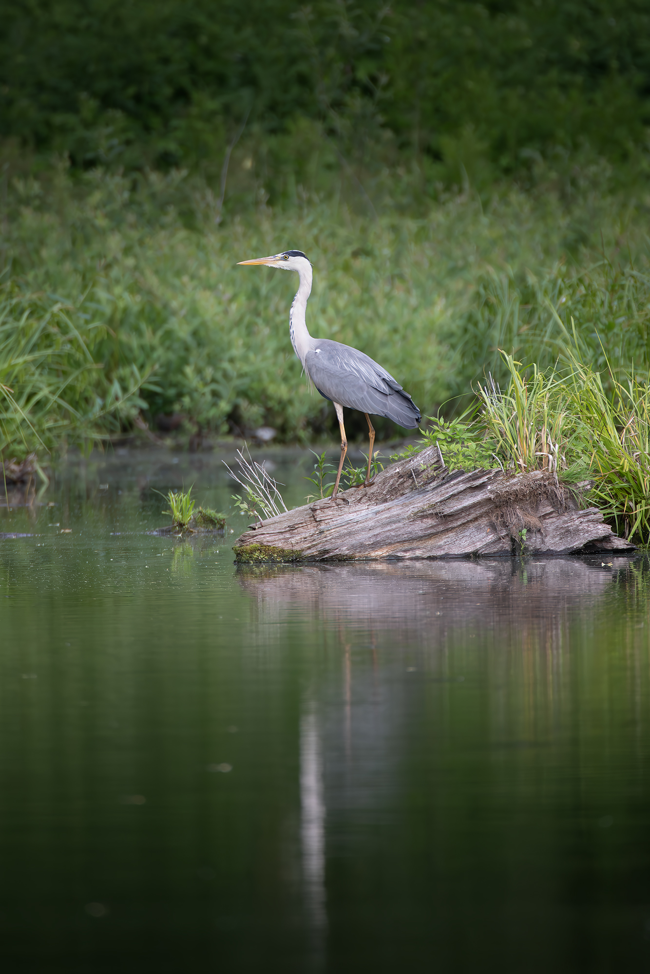 , Молодкин Дмитрий
