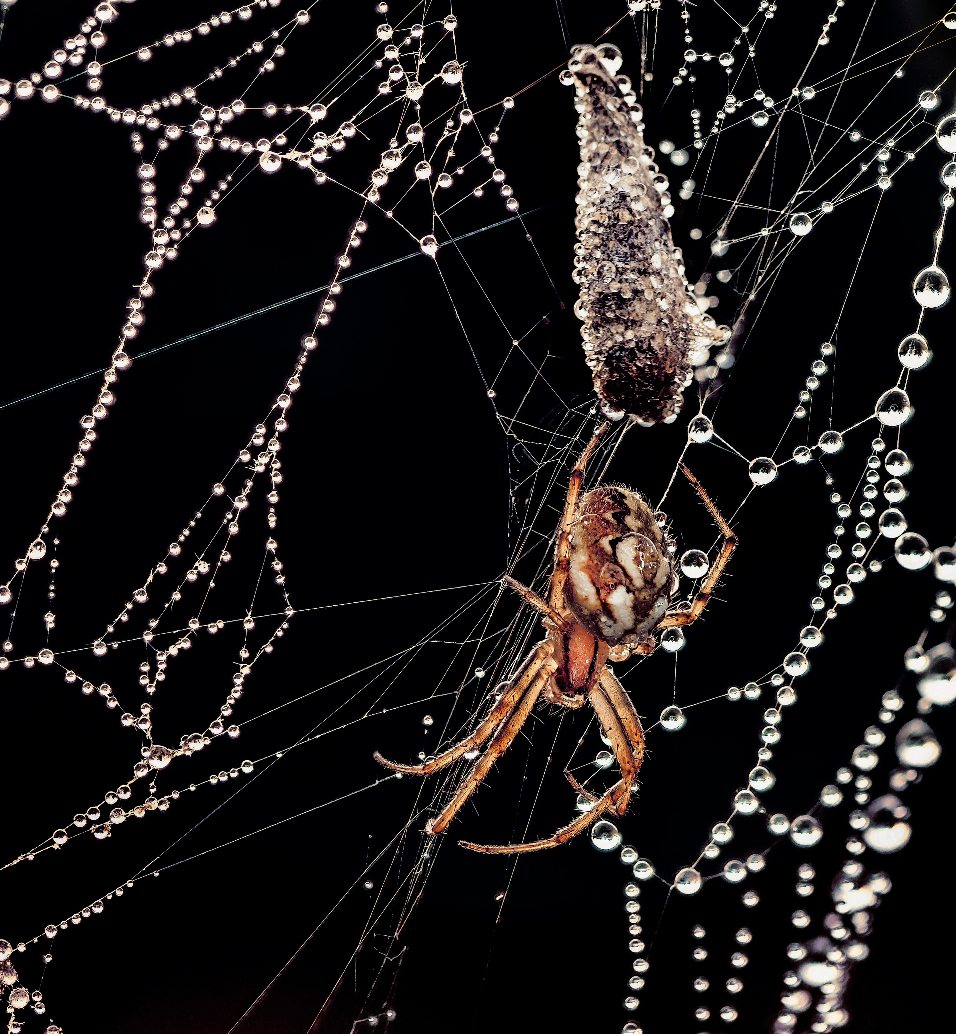 , Лапшина Владлена