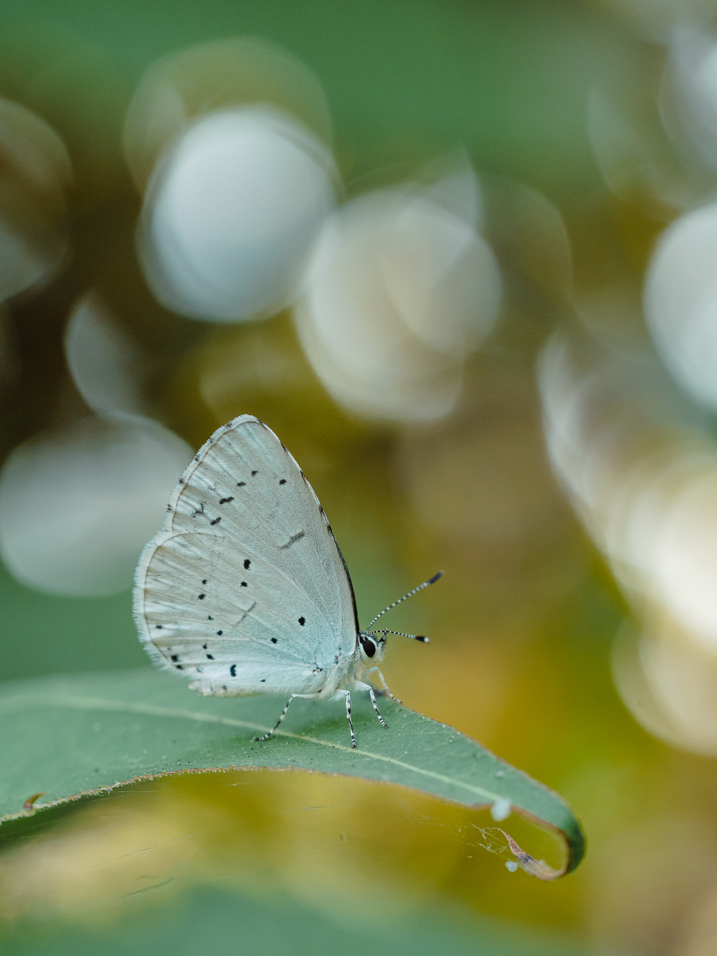 , Ирина Протченко