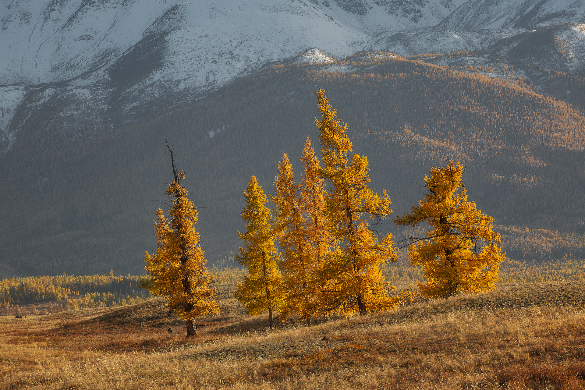 , Константин Маланин
