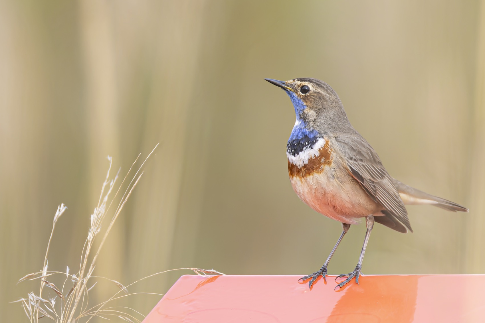 варакушка, птицы, Руслан Pl