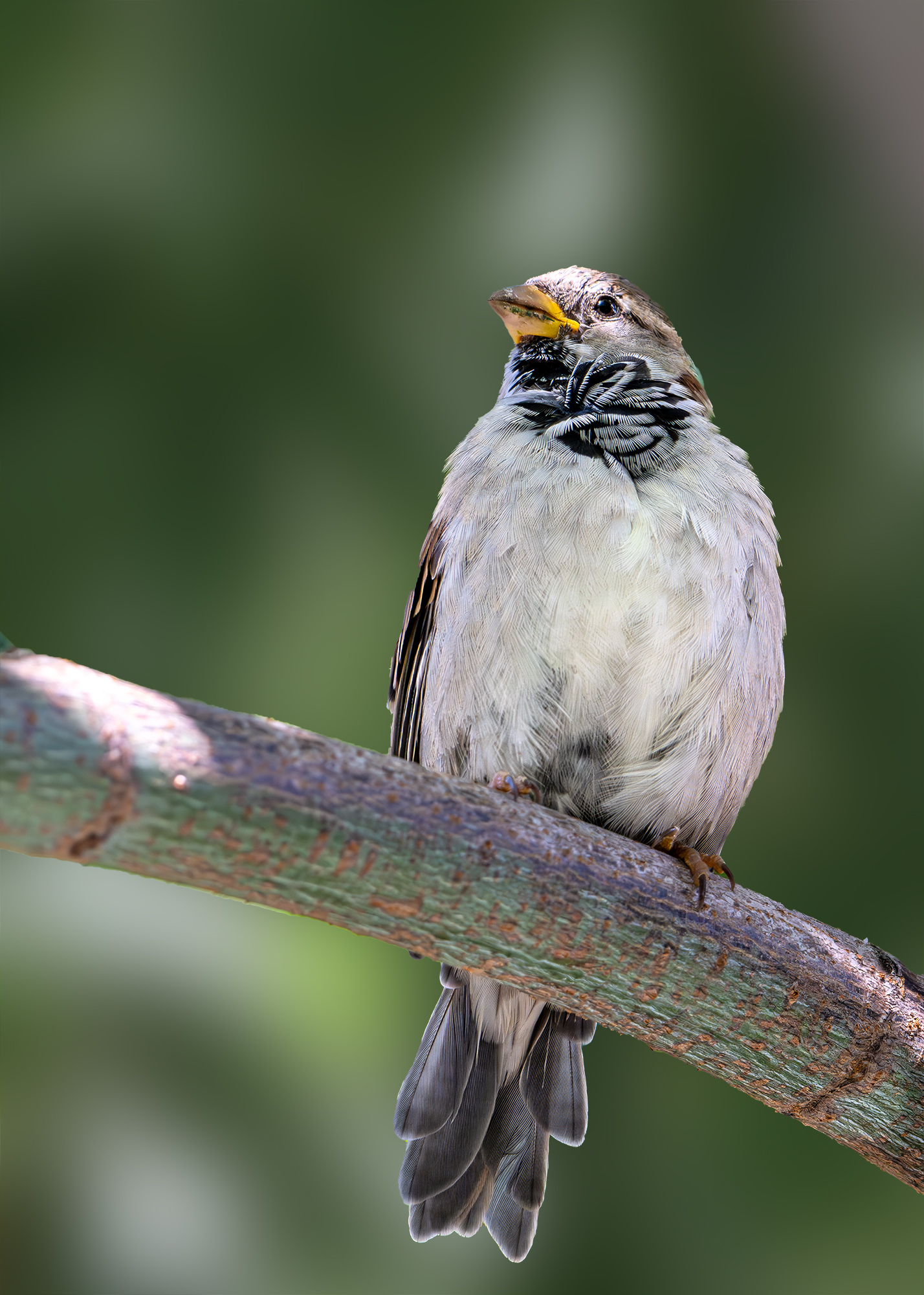 , Молодкин Дмитрий