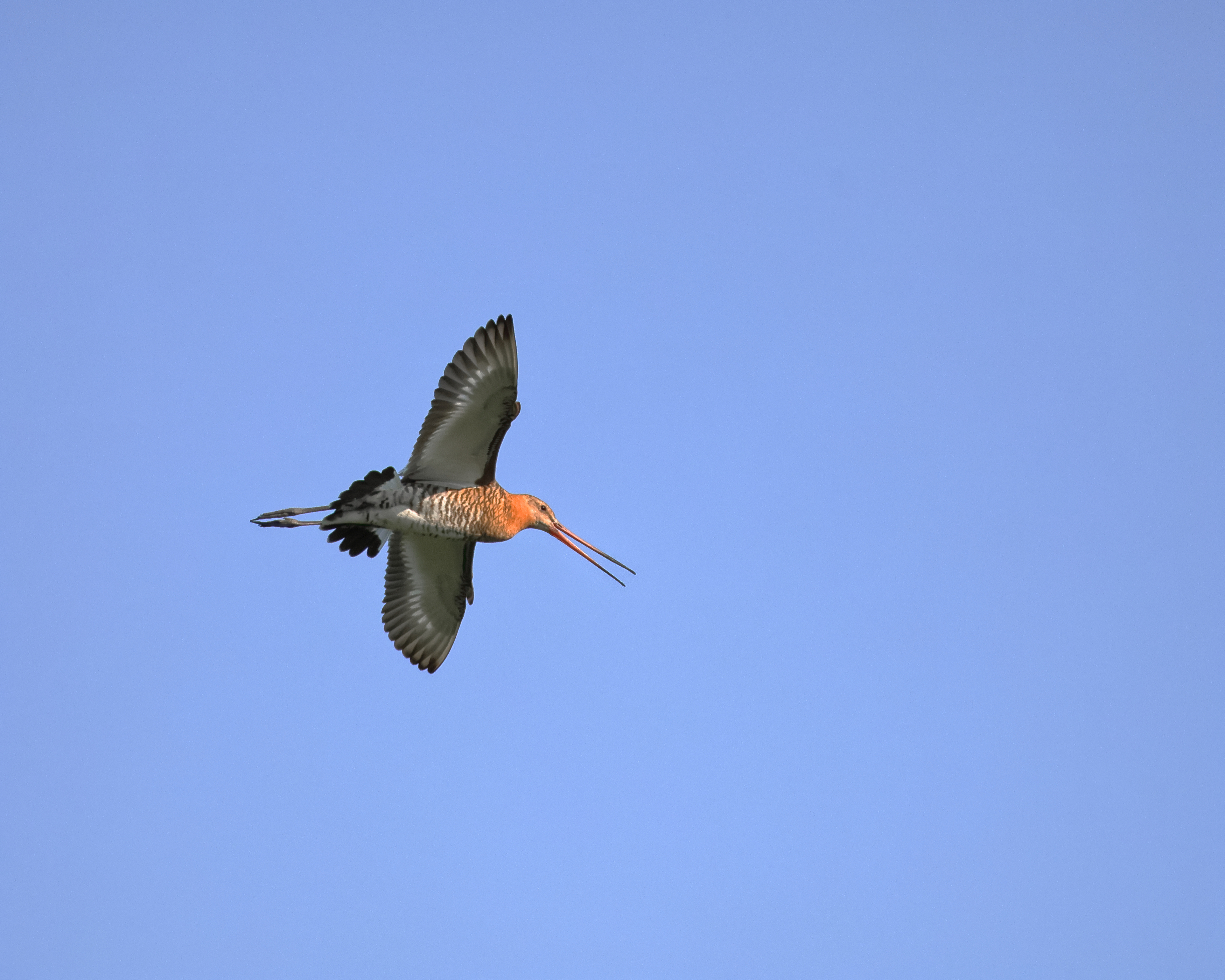 птицы, фотоохота, природа, Александр Титов