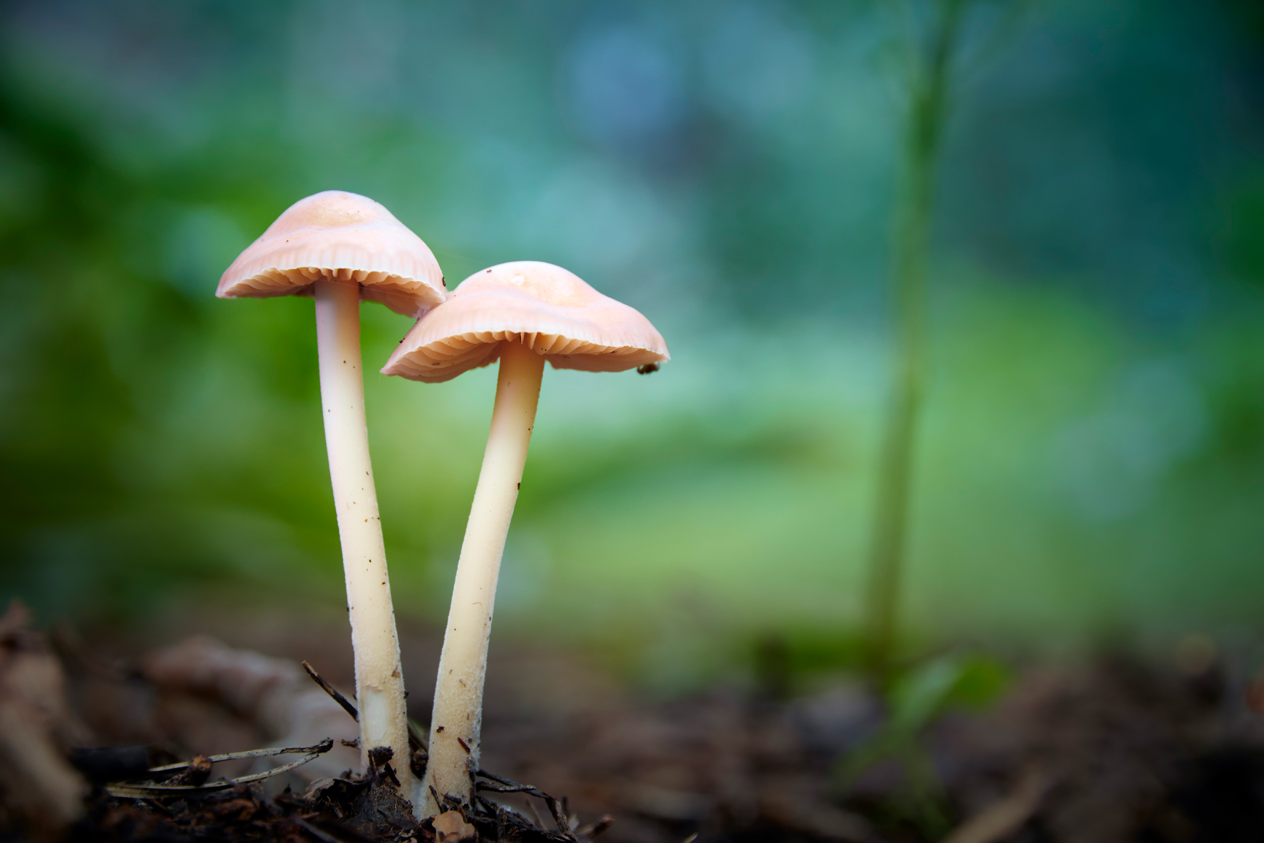 грибы, Валерий Вождаев