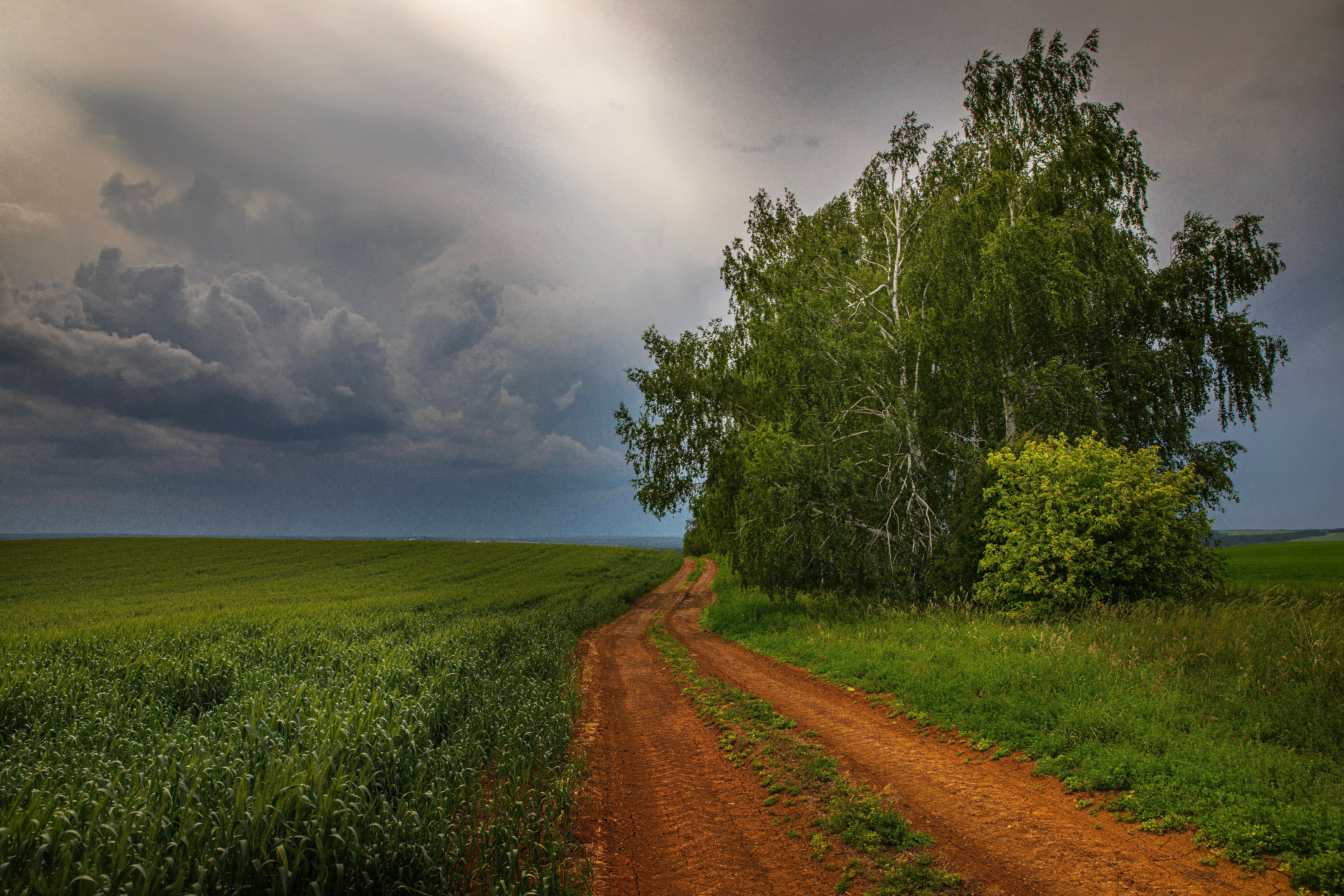 abashkin sergey, абашкин сергей, природа, forest, nature, пейзаж, майморы, береза,  кужутки, дальнее константиново, дорога, гроза,горы, россия, облака,  нижегородчина, нижний новгород,, Сергей Абашкин