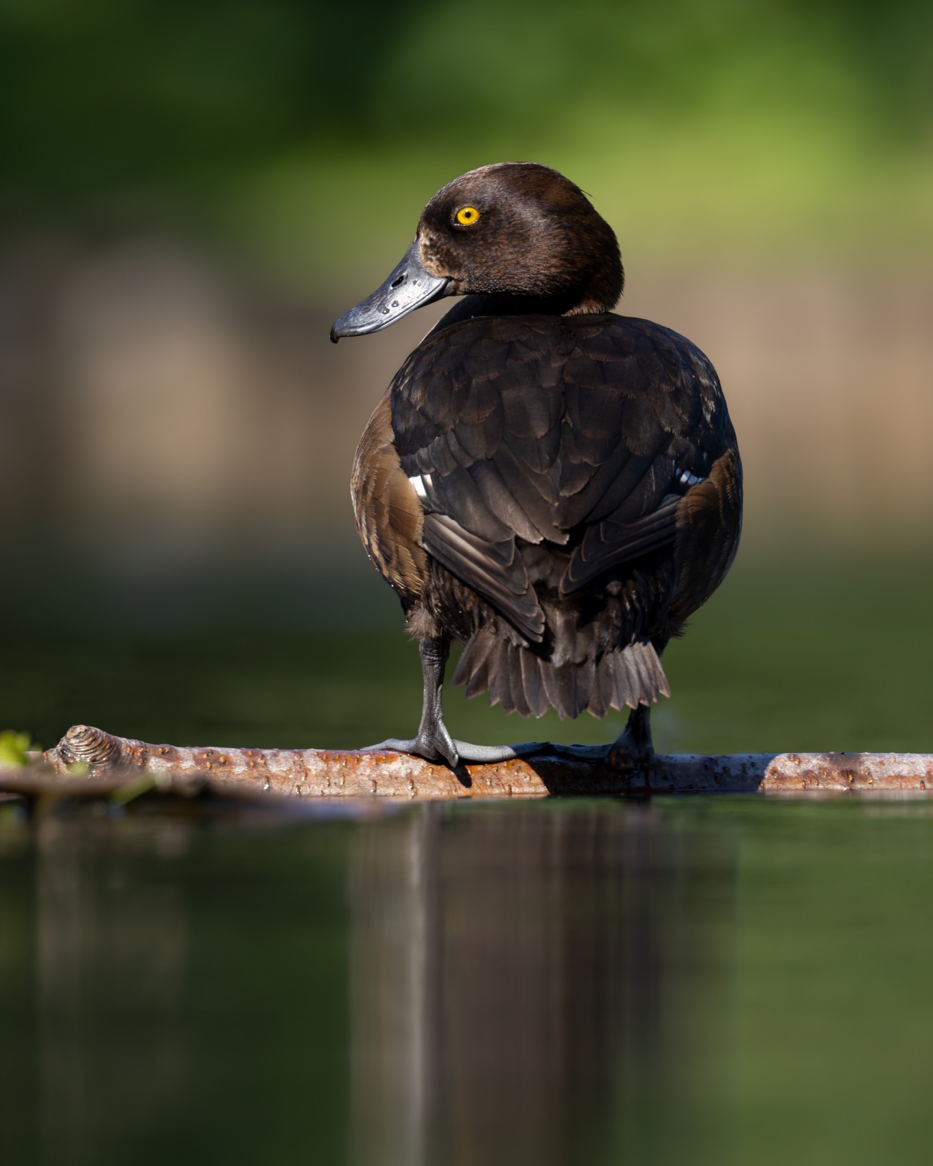 нырок, хохлатая чернеть, утка, птицы, Руслан Pl