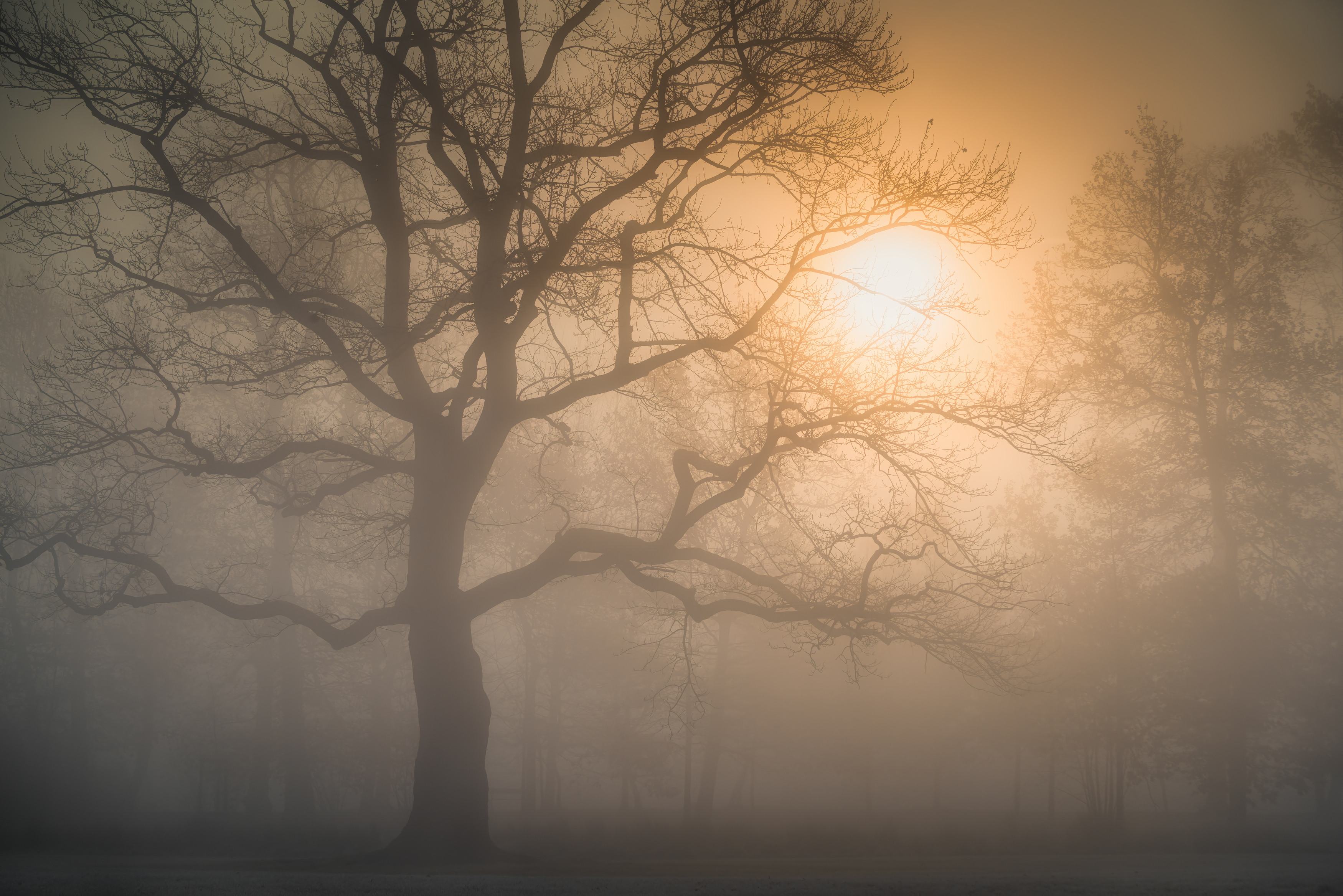 утро., осень., прага., чехия., туман., солнце., деревья., природа., пейзаж., путешествия., небо., рассвет., Ожерельев Андрей