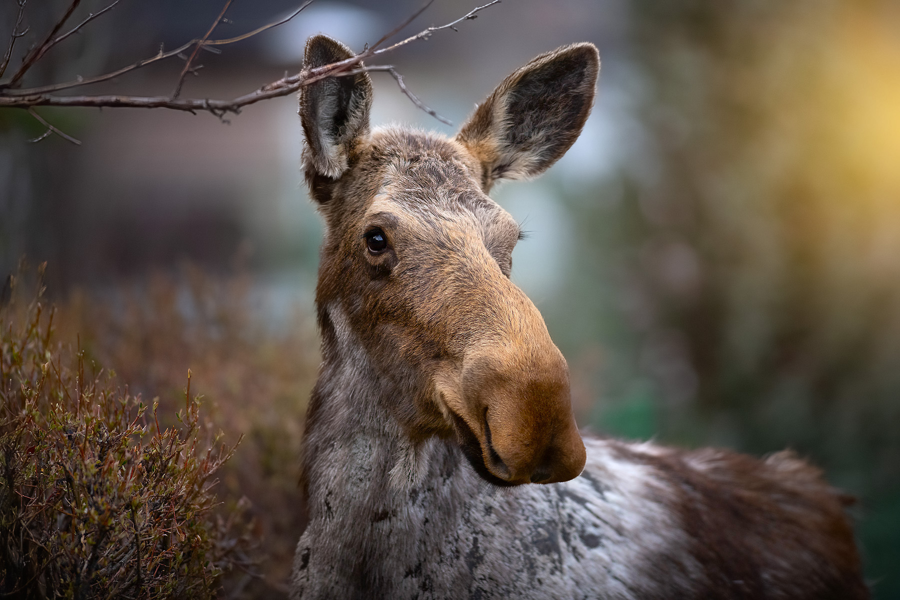 moose, animal, wildlife, canada, Gubski Alexander