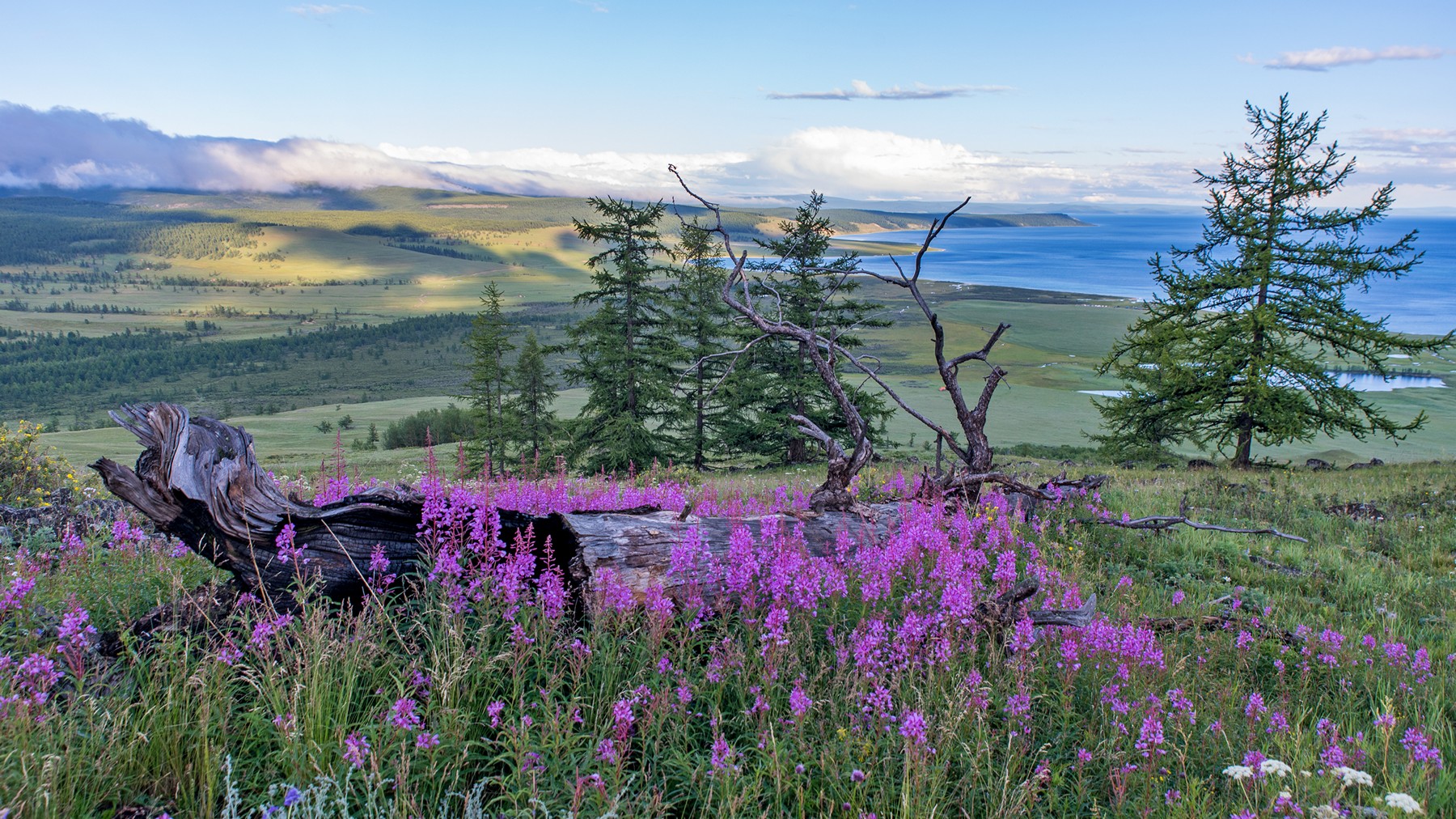 монголия, горы, лето, вечер, кипрей, озеро, Юрий Мальцев