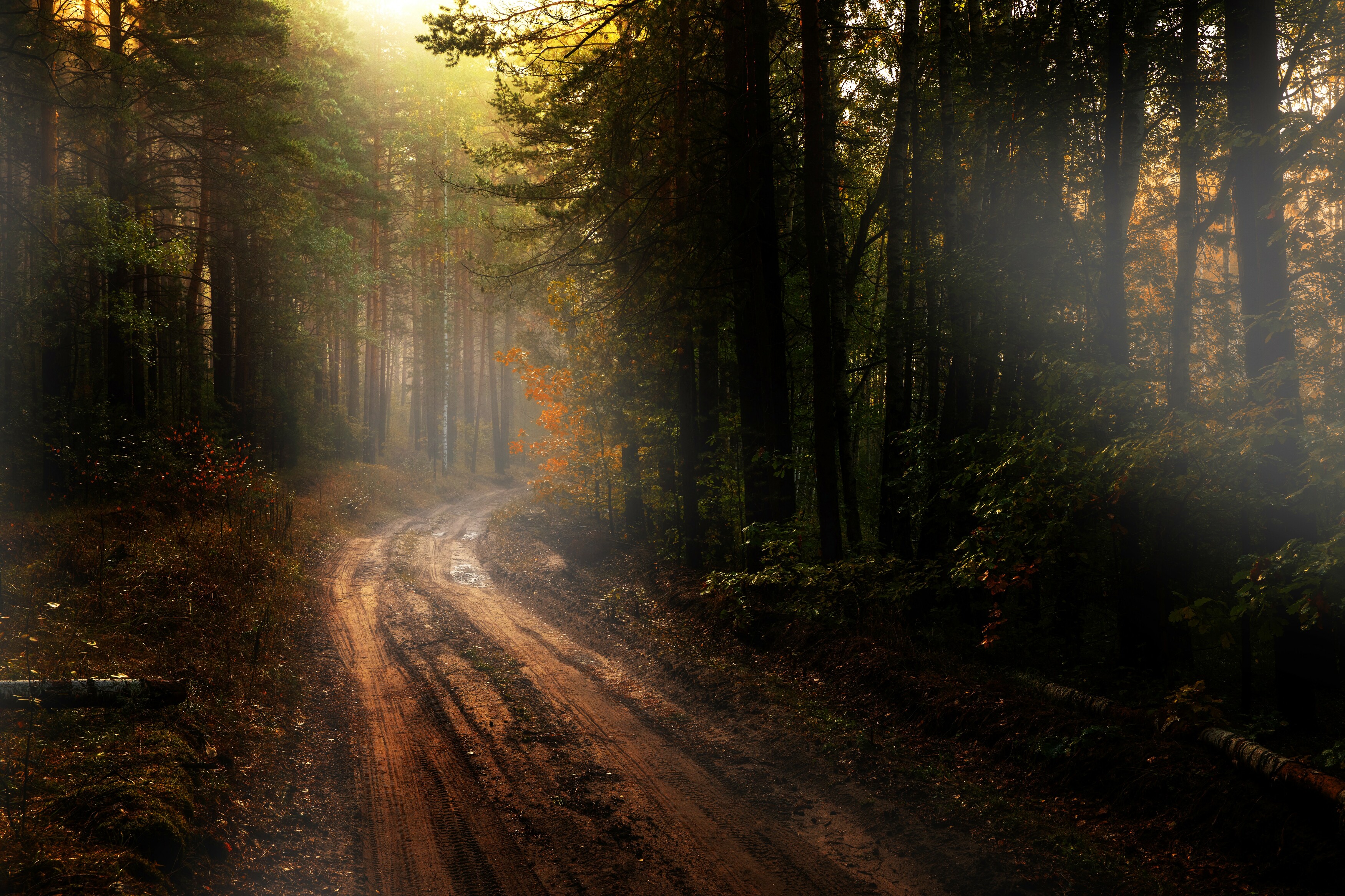 abashkin sergey, абашкин сергей, природа, forest, nature, пейзаж,туман, лес, россия, бор, ппк, память парижской коммуны, Сергей Абашкин