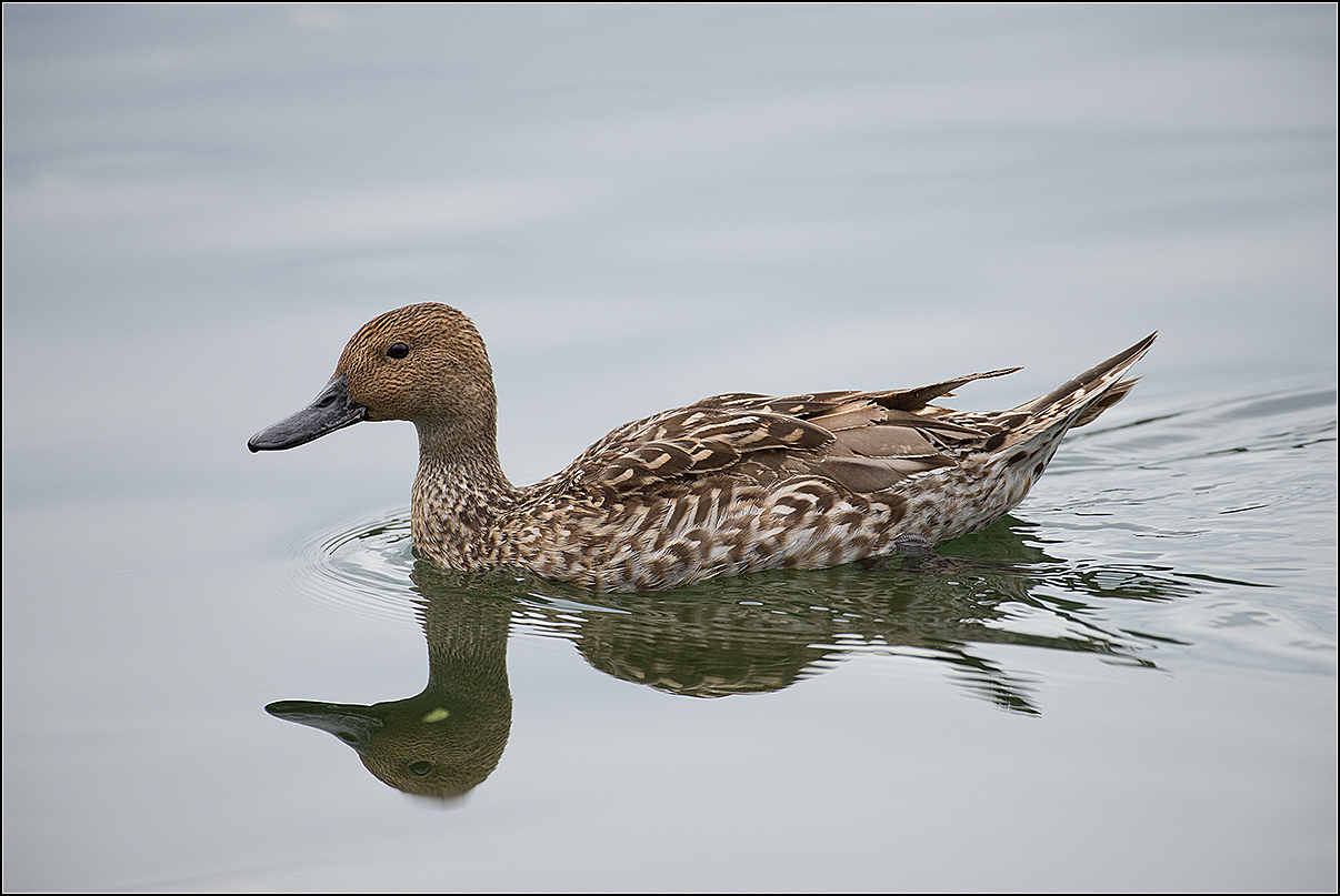 москва, парк, пруд, шилохвость, утка, АНАТОЛИЙ ДОВЫДЕНКО