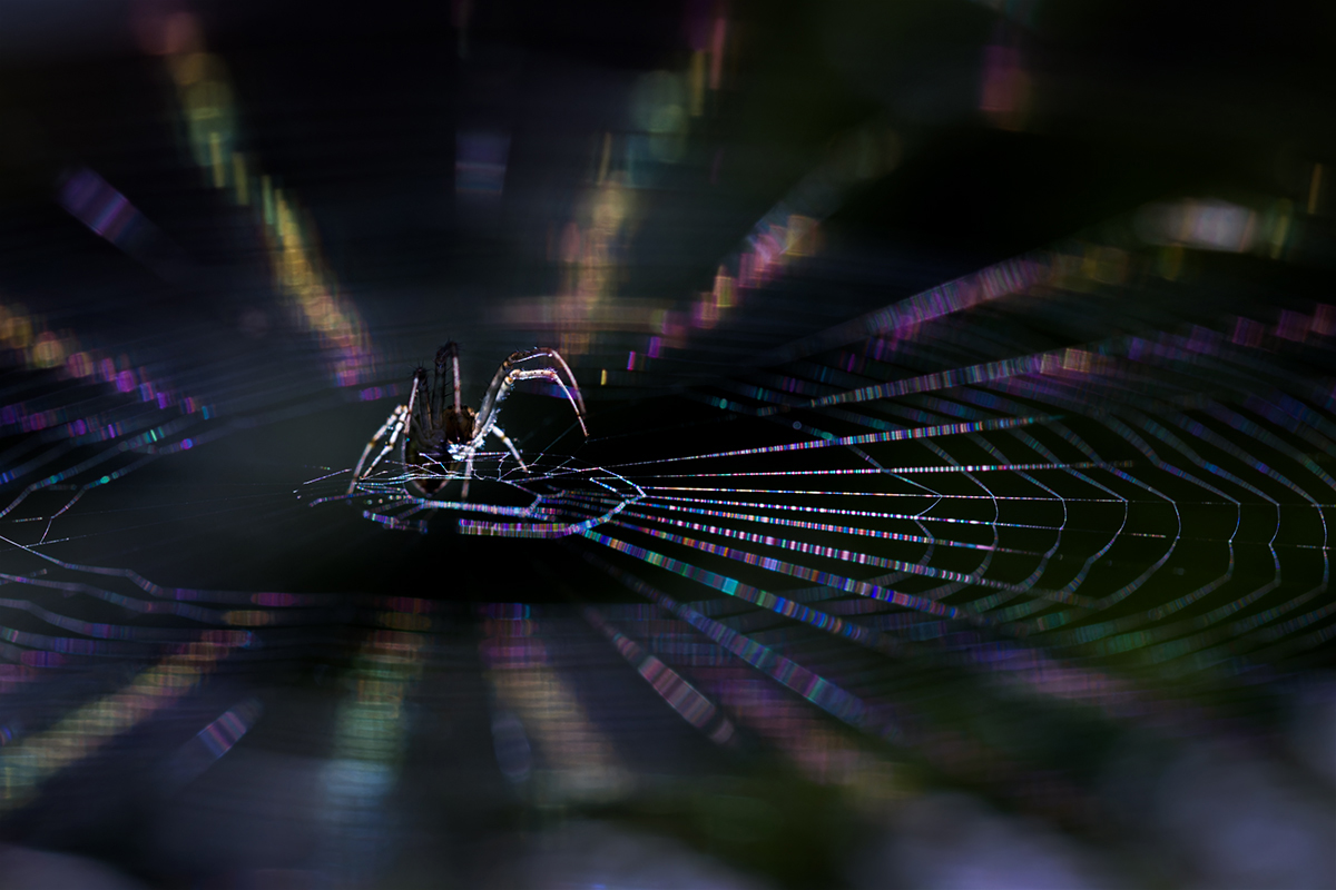 макро, паук, spider, macro, Хилько Марина