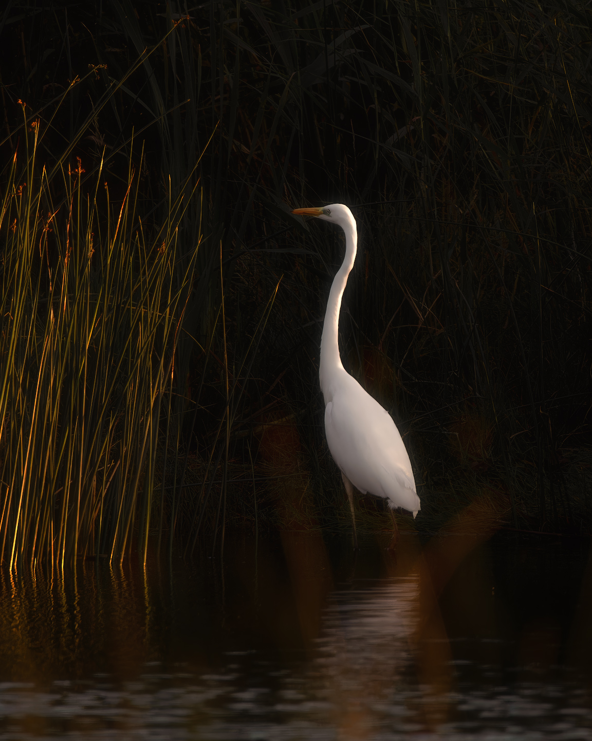 цапля, птички, фотоохота, Марголин Алексей