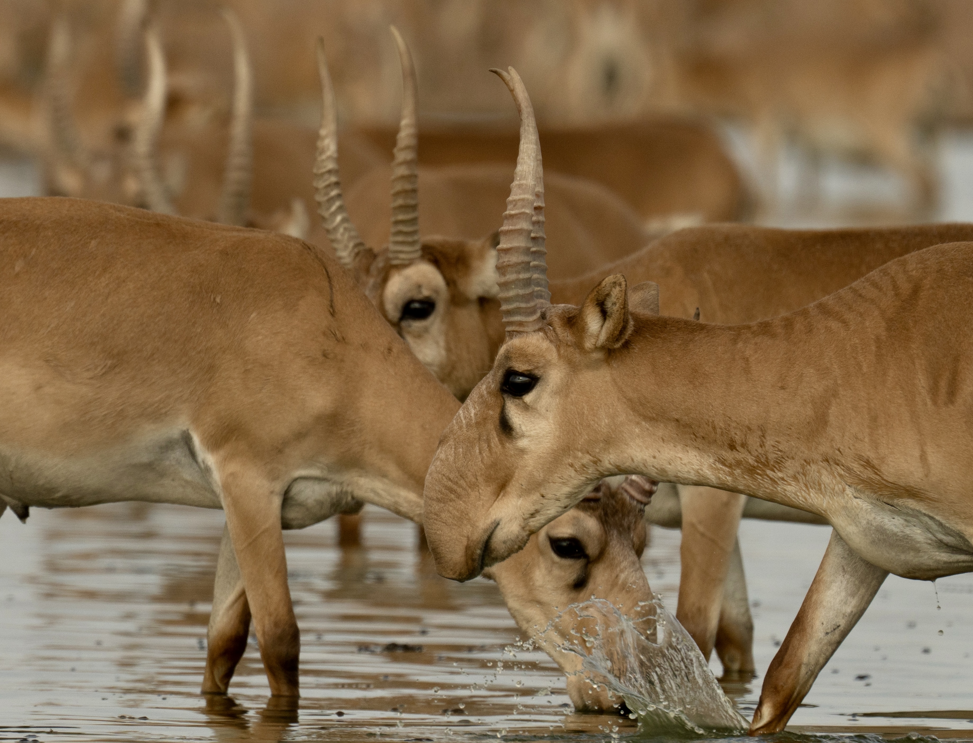 , Владимир Цветов