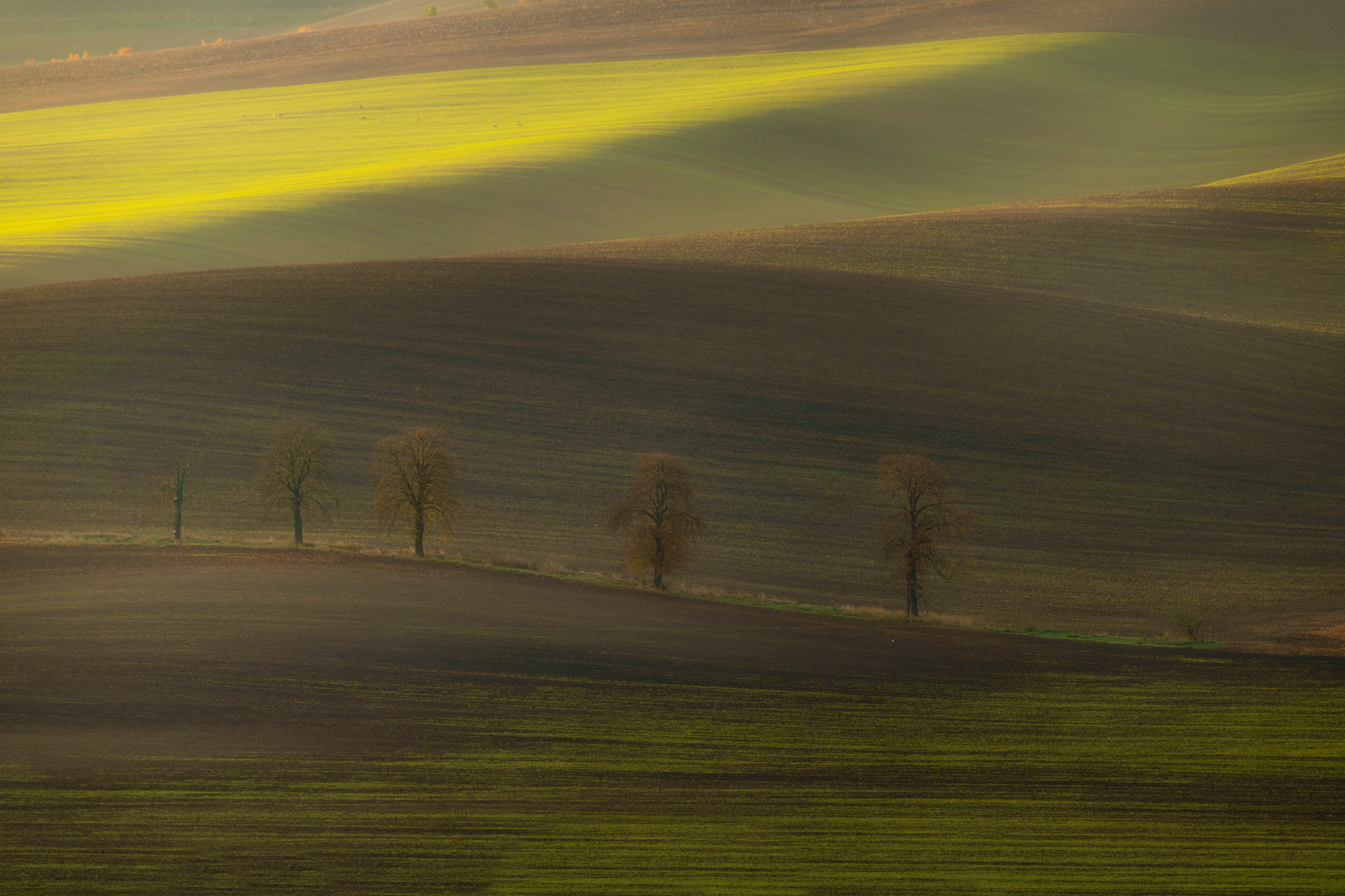 field, tree, sunset, Milan Samochin