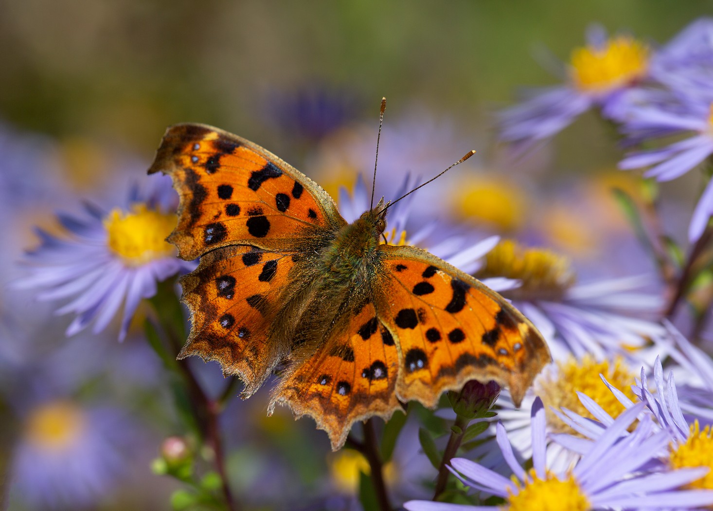 углокрыльница с-золотое polygonia c-aureum, Евгений Слободской