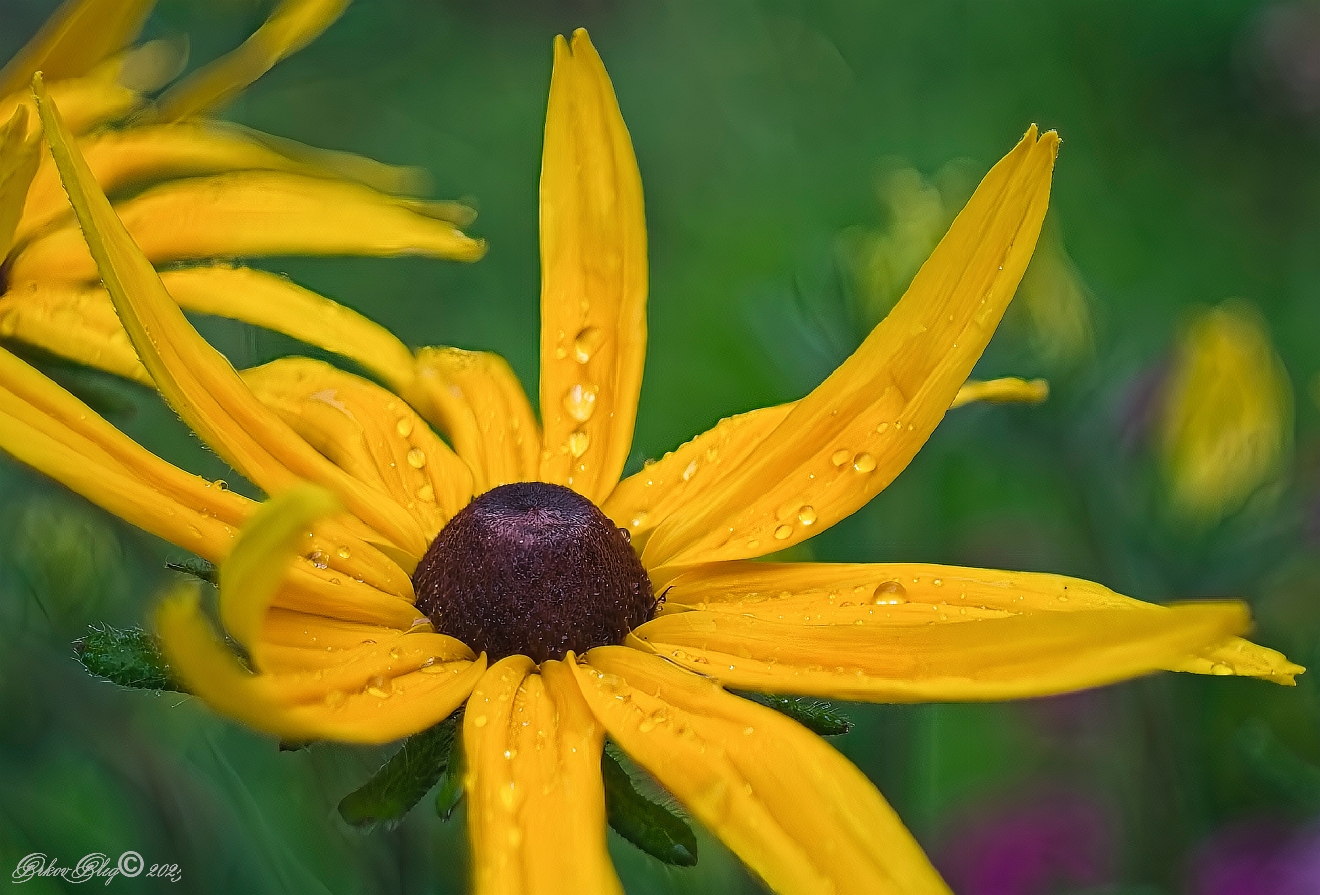 , Орлов Олег