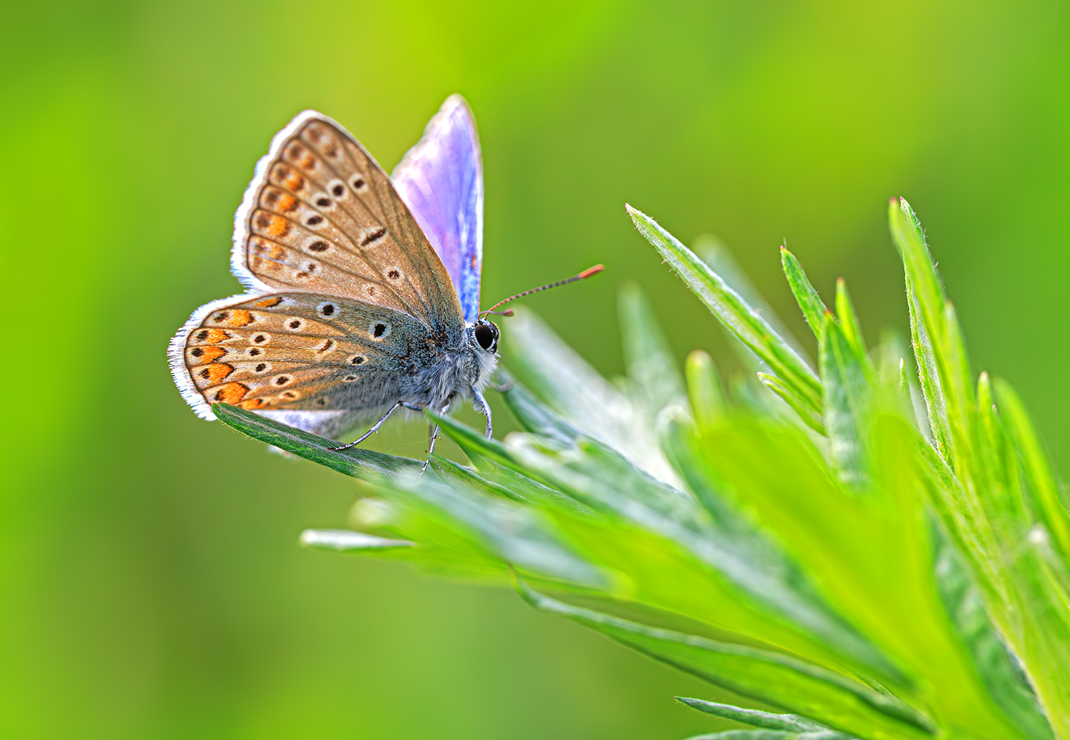 насекомые, бабочка, голубянка, икар, лето, июнь, Борис Новиков