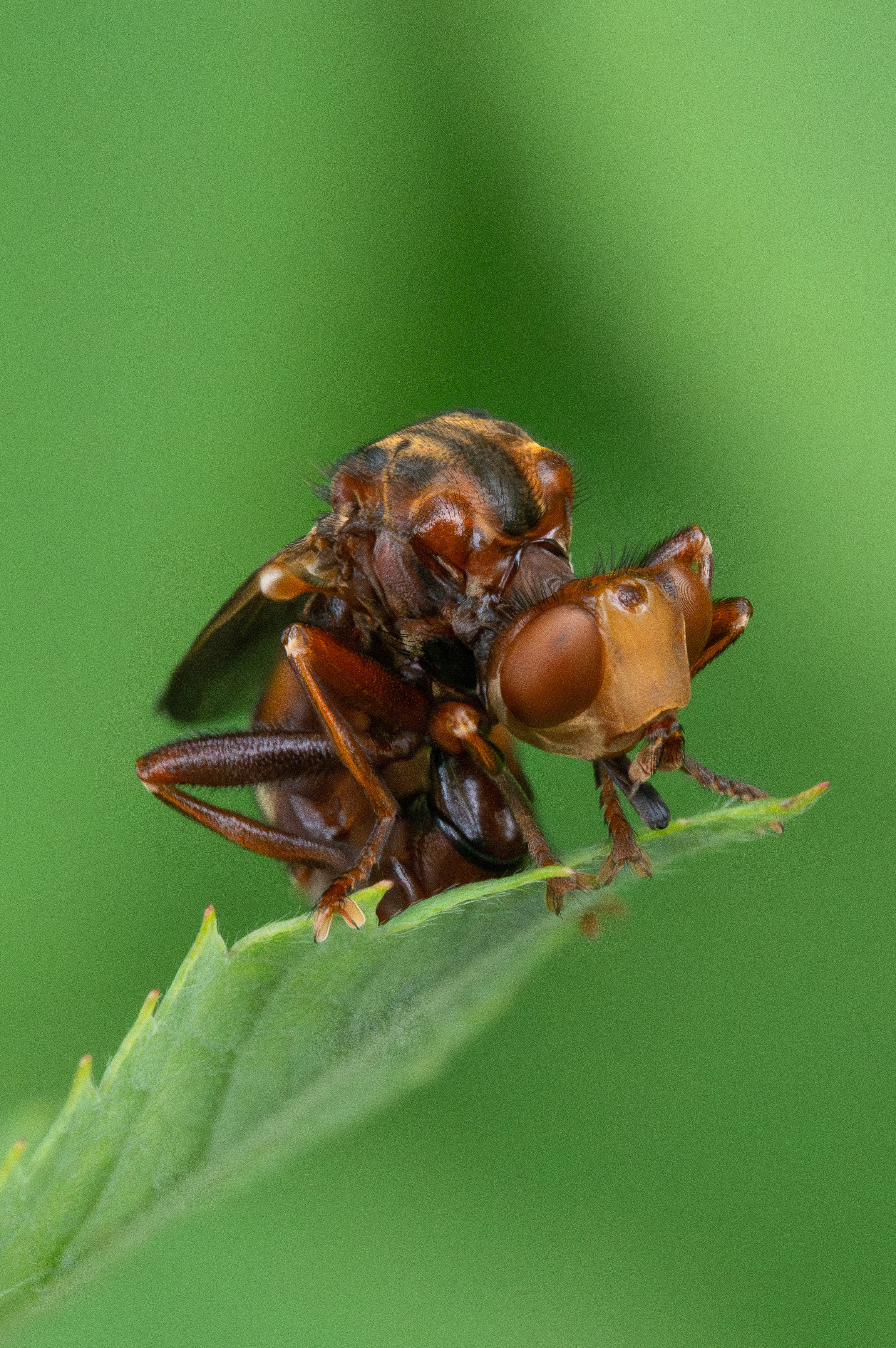 , Ольга Таланцева