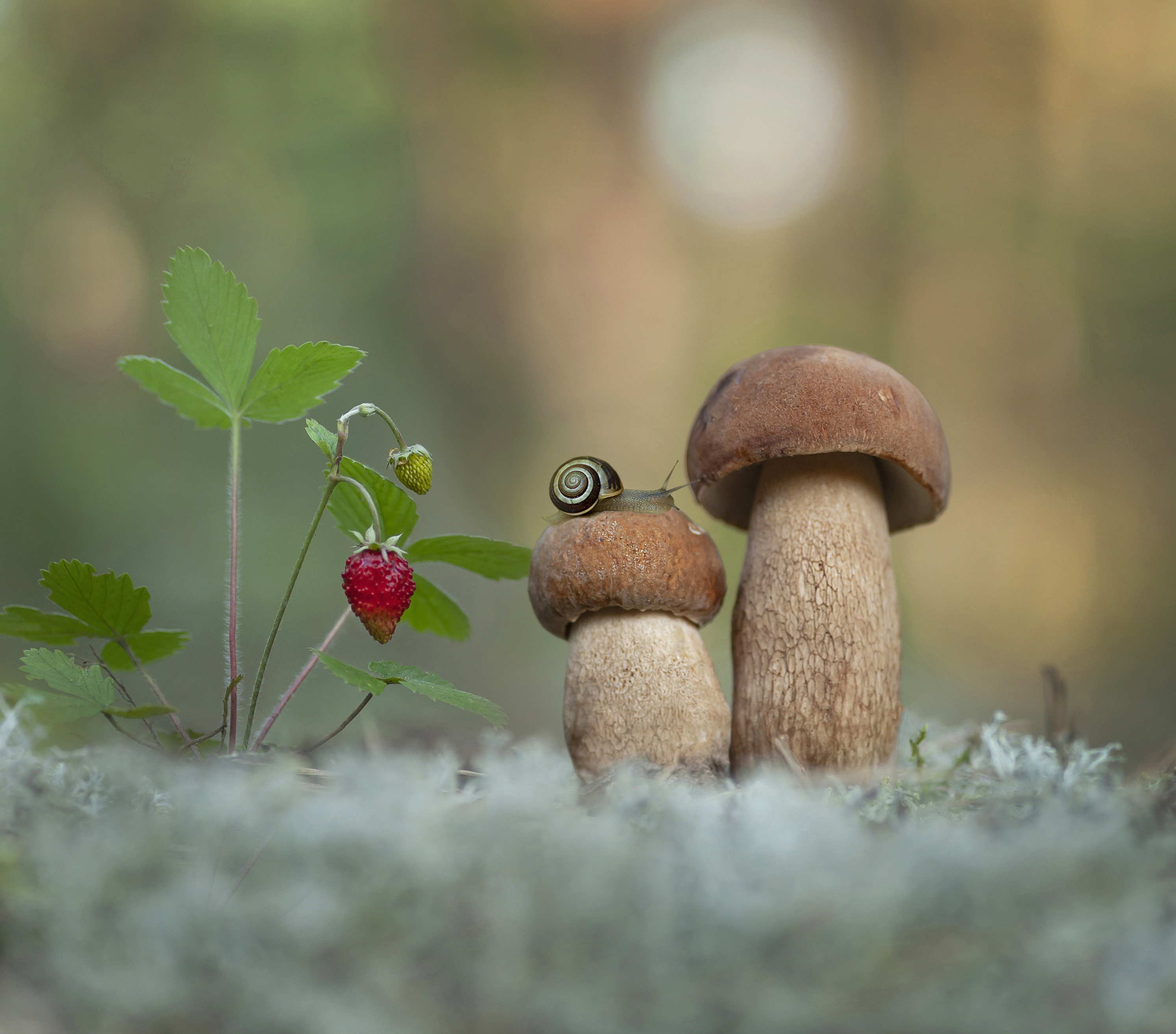 боровик, улитка, лето, беларусь, Александр Гвоздь