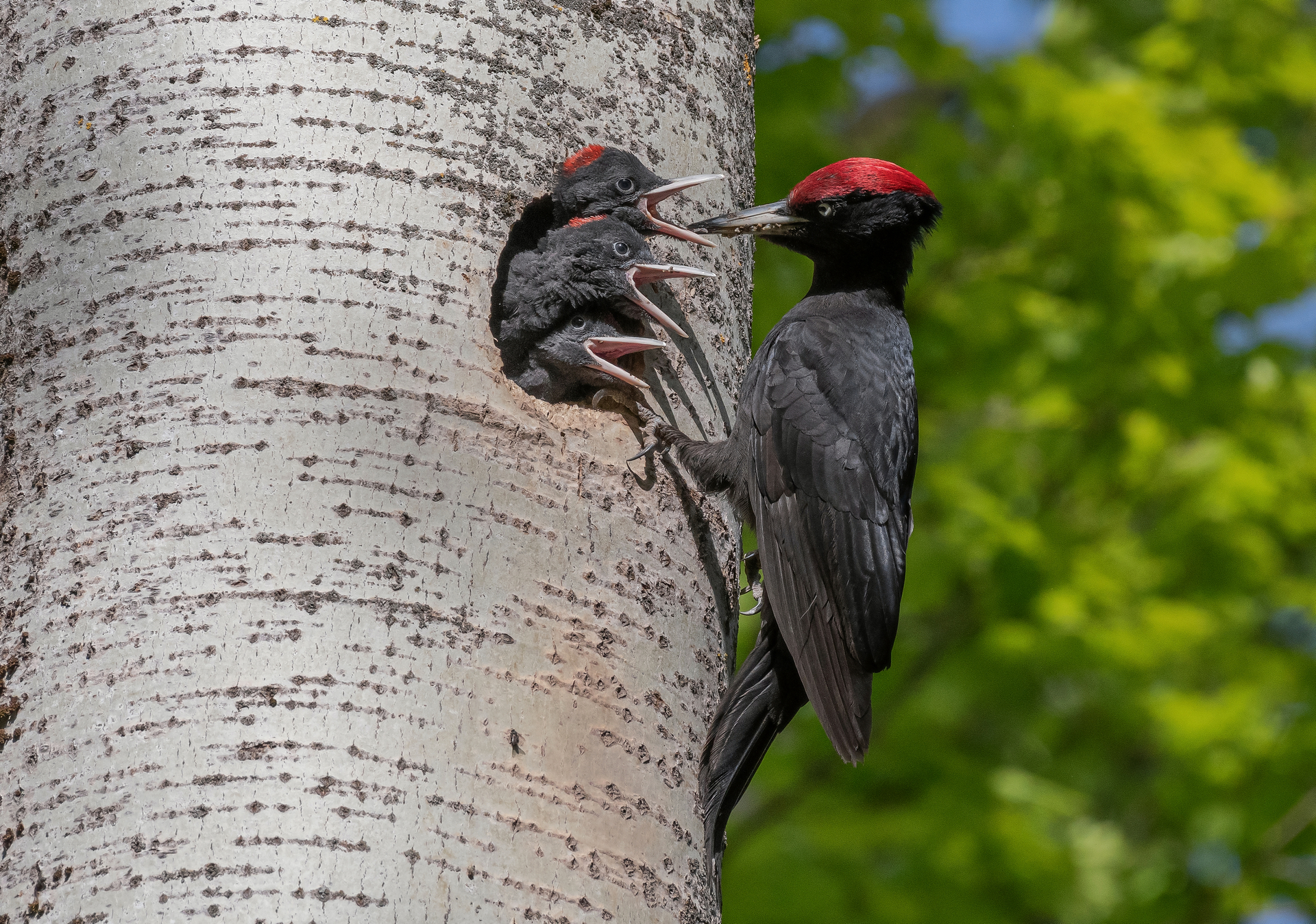 желна, дятел, птицы, весна, лето, фотоохота, Сигушин Руслан