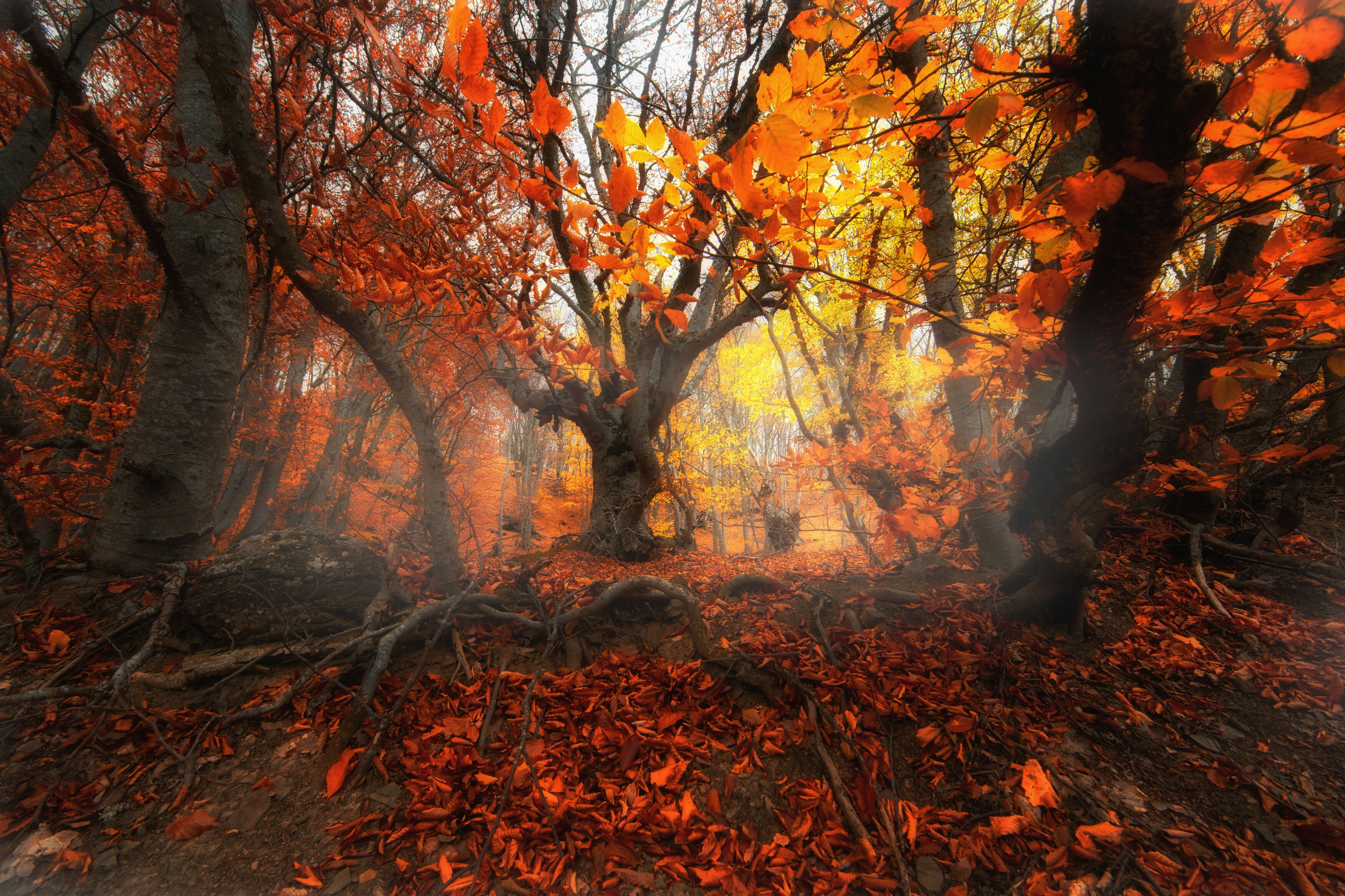 abashkin sergey, абашкин сергей, природа, forest, nature, пейзаж, бук, буковый лес, золотая осень, осень, листва, осень, Абашкин Сергей