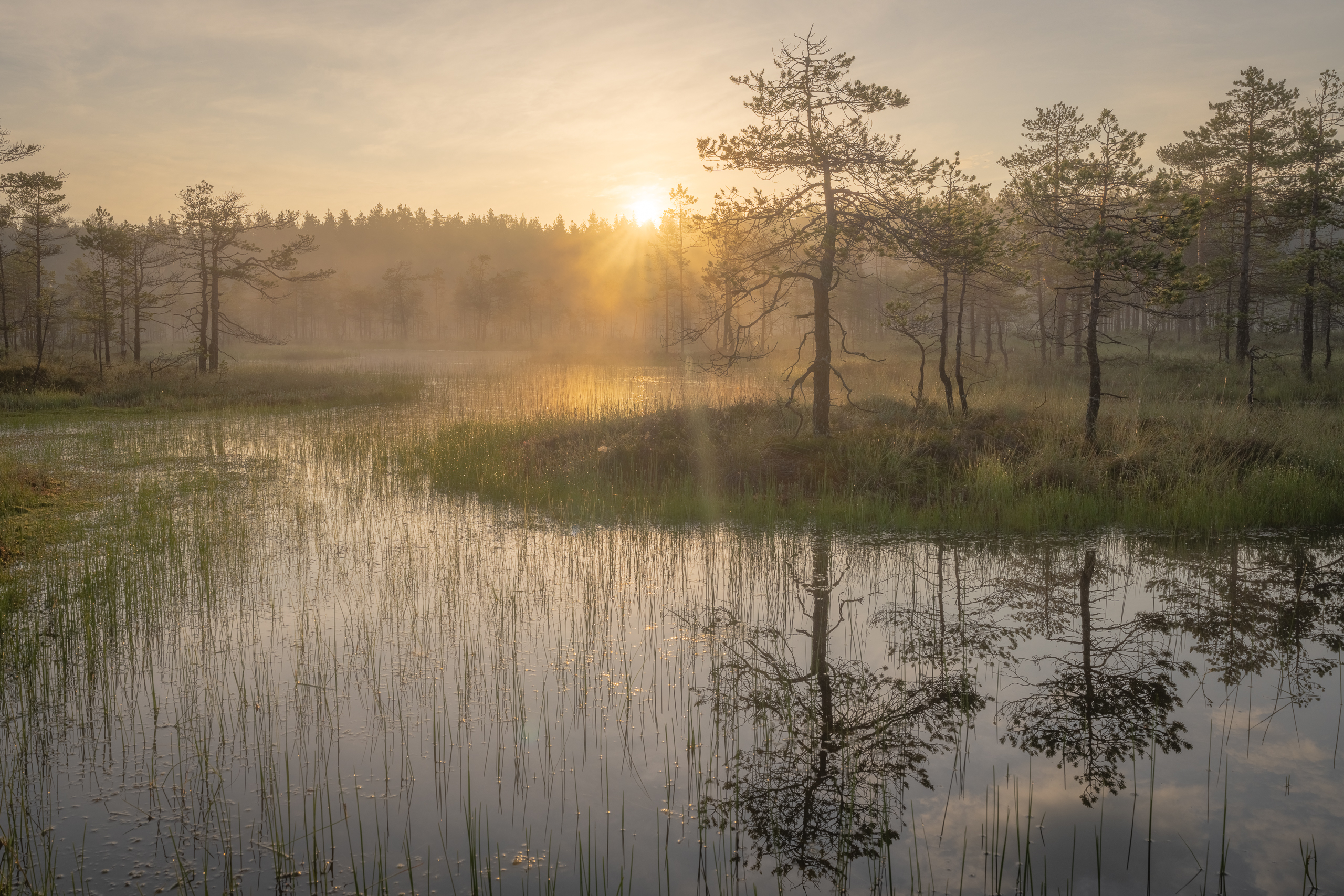 болота ленинградской области, рассвет, пейзаж, Mikhail Ioannisian