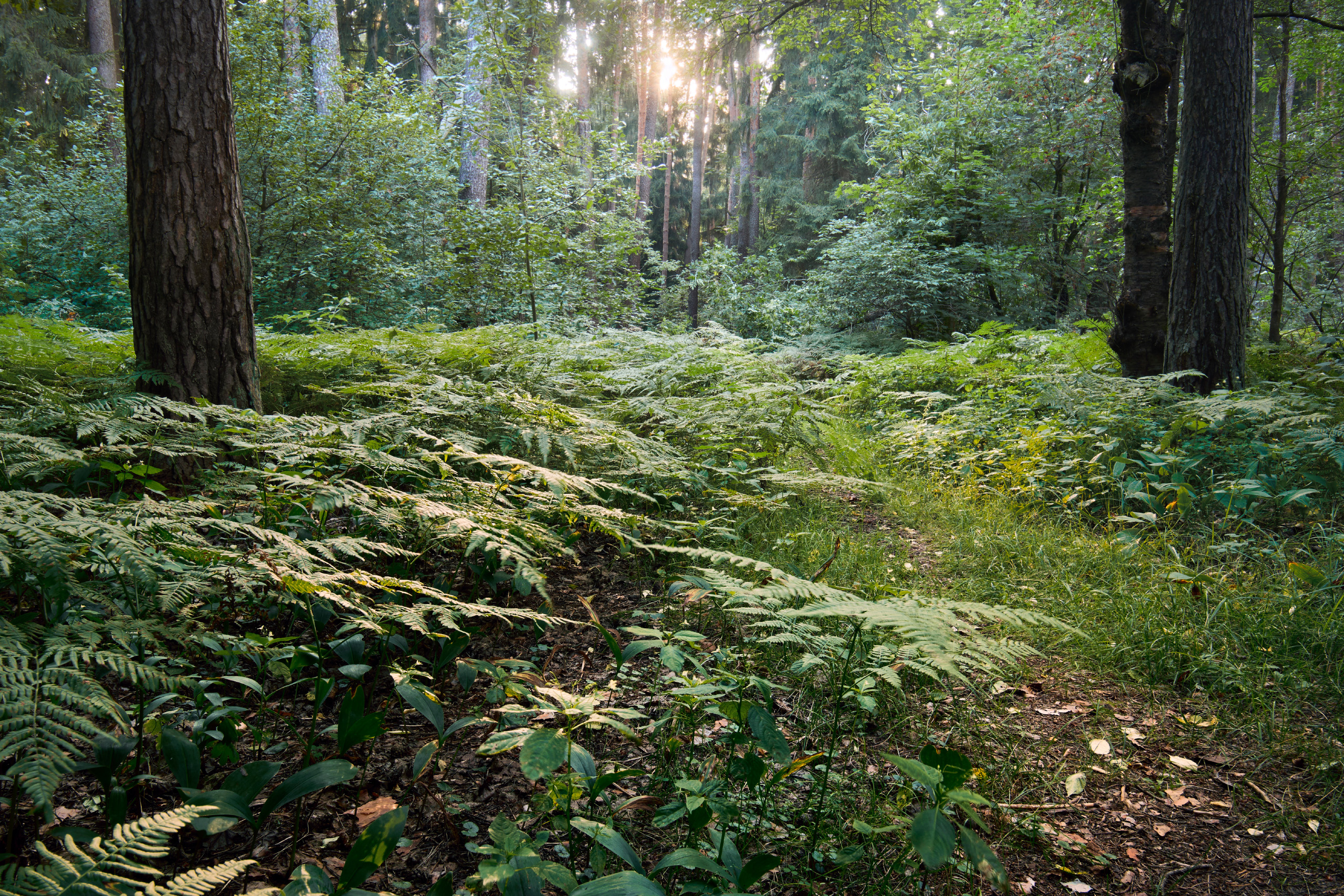 лес, деревья, листва, свет, Валерий Вождаев