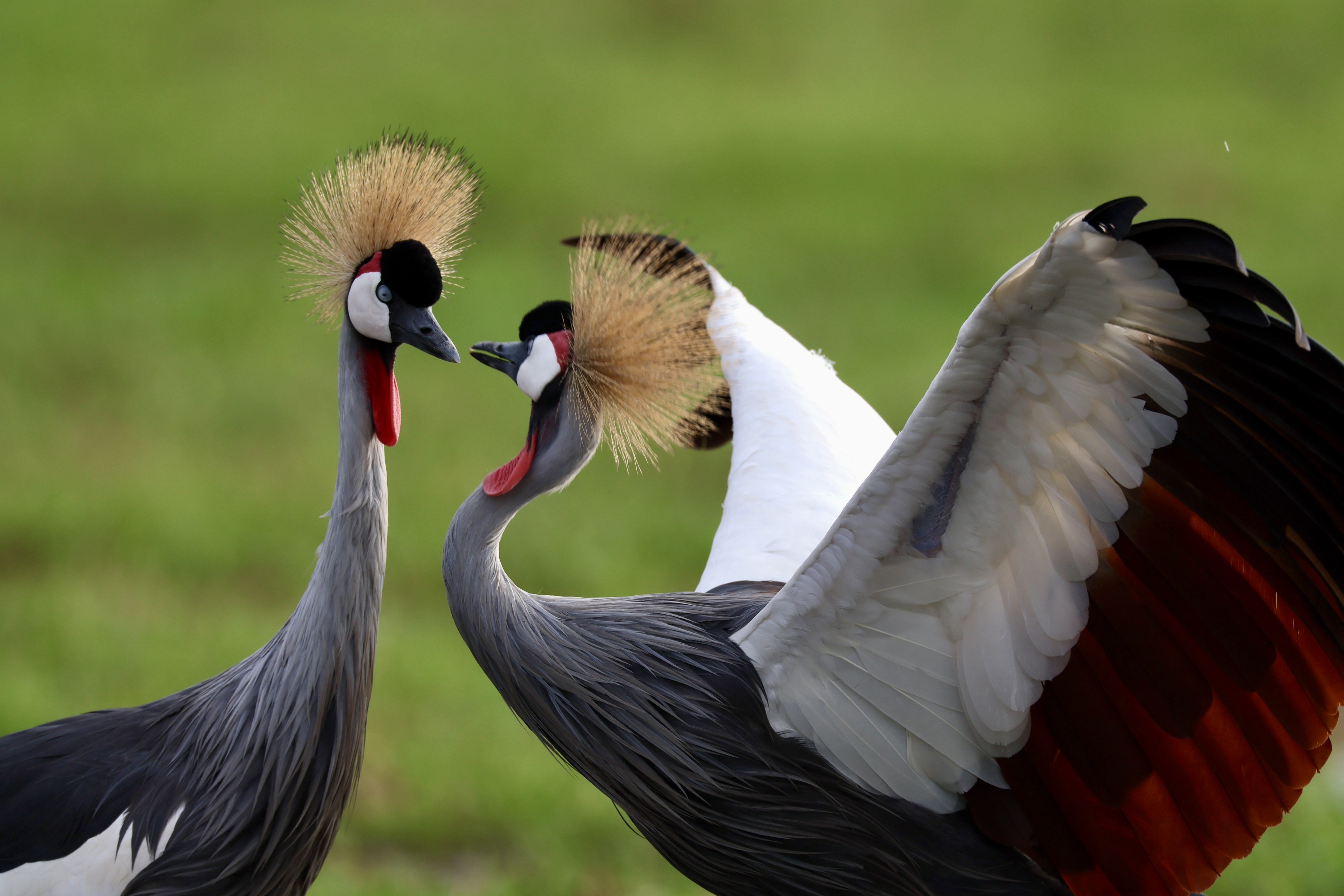 , Голубков Леонид