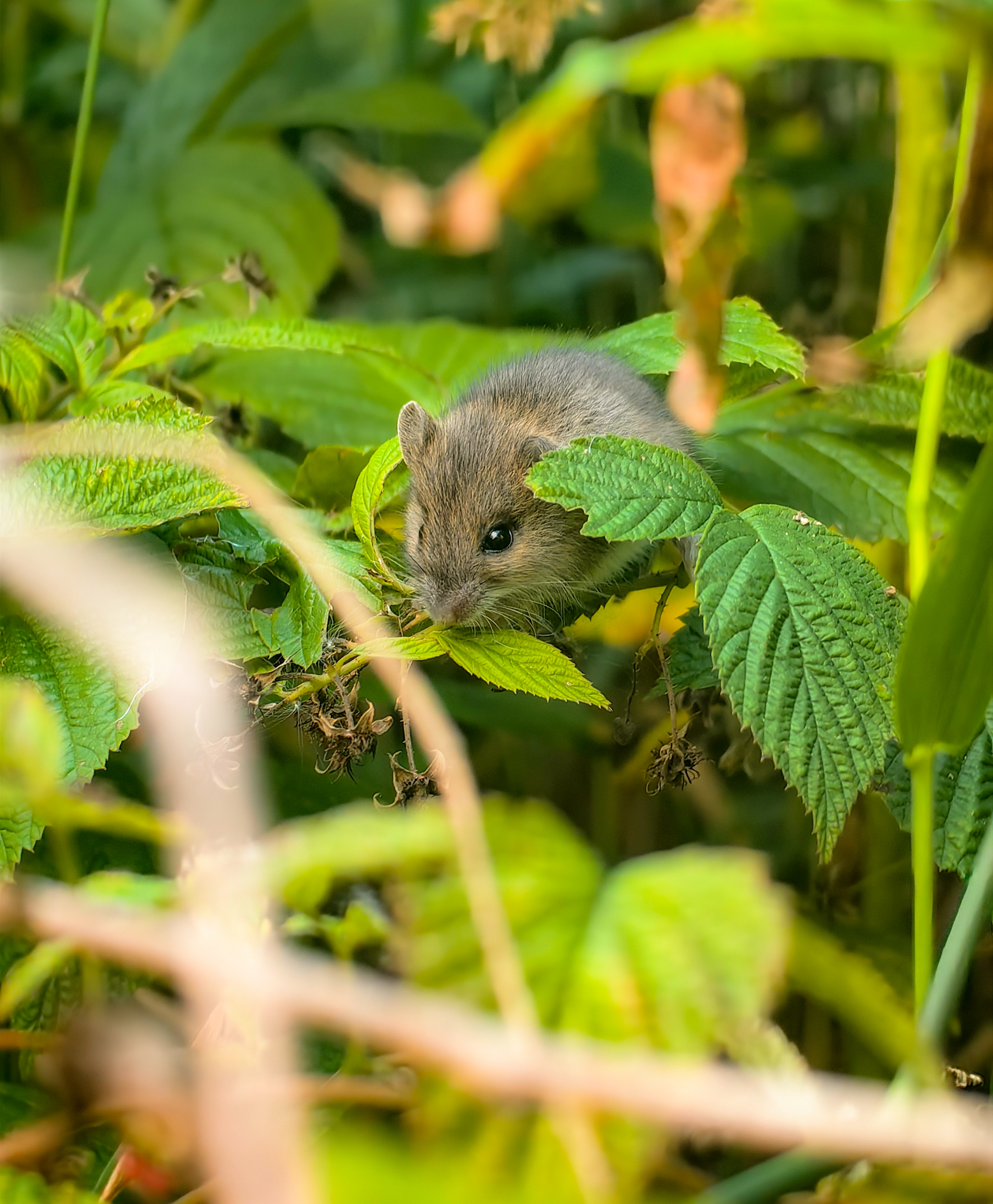 , Жучков Дмитрий