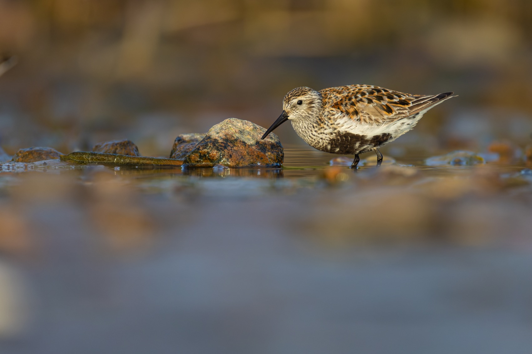 чернозобик, кулик, птицы, Руслан Pl