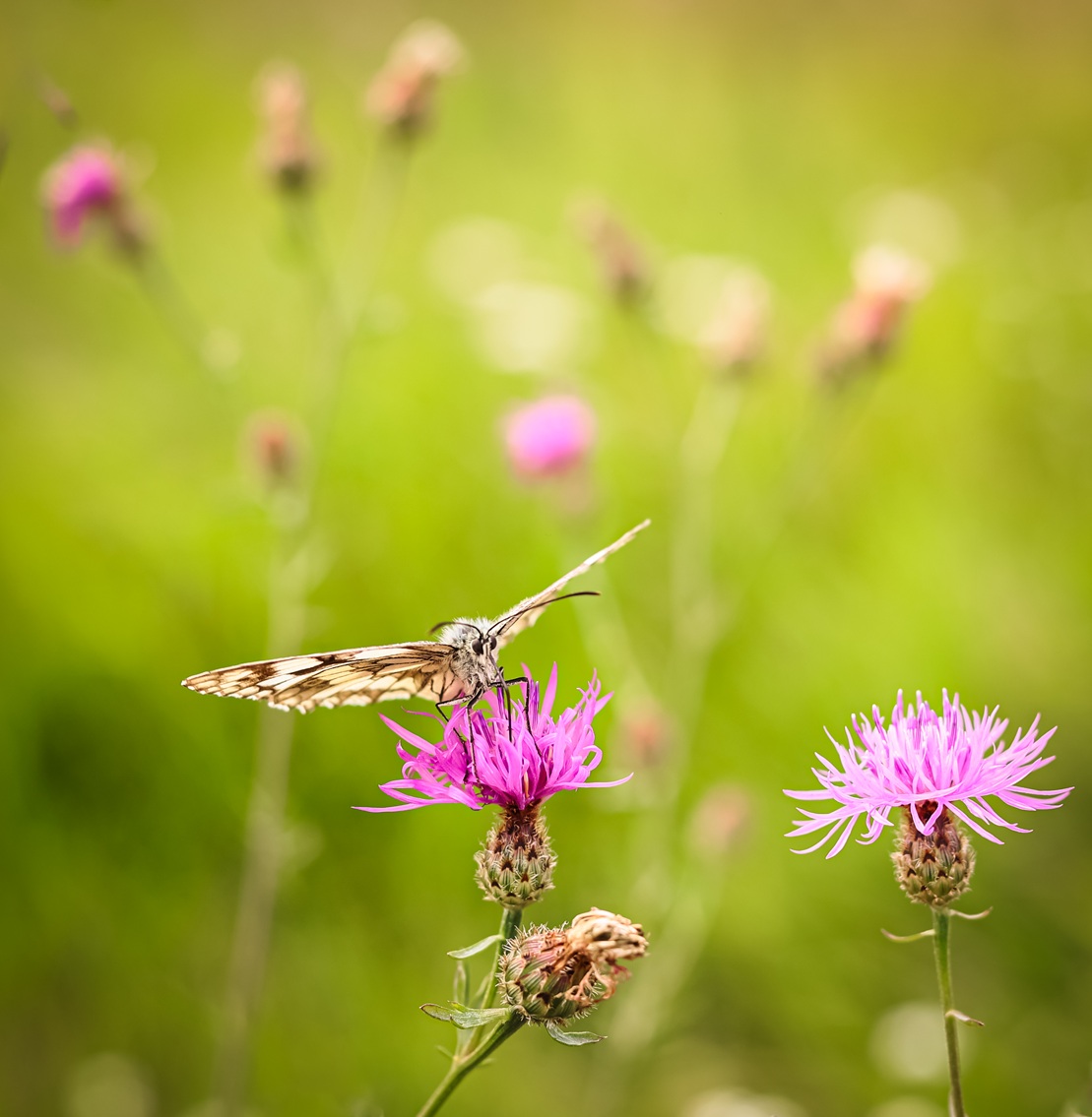 , Krzysztof Trojanowski
