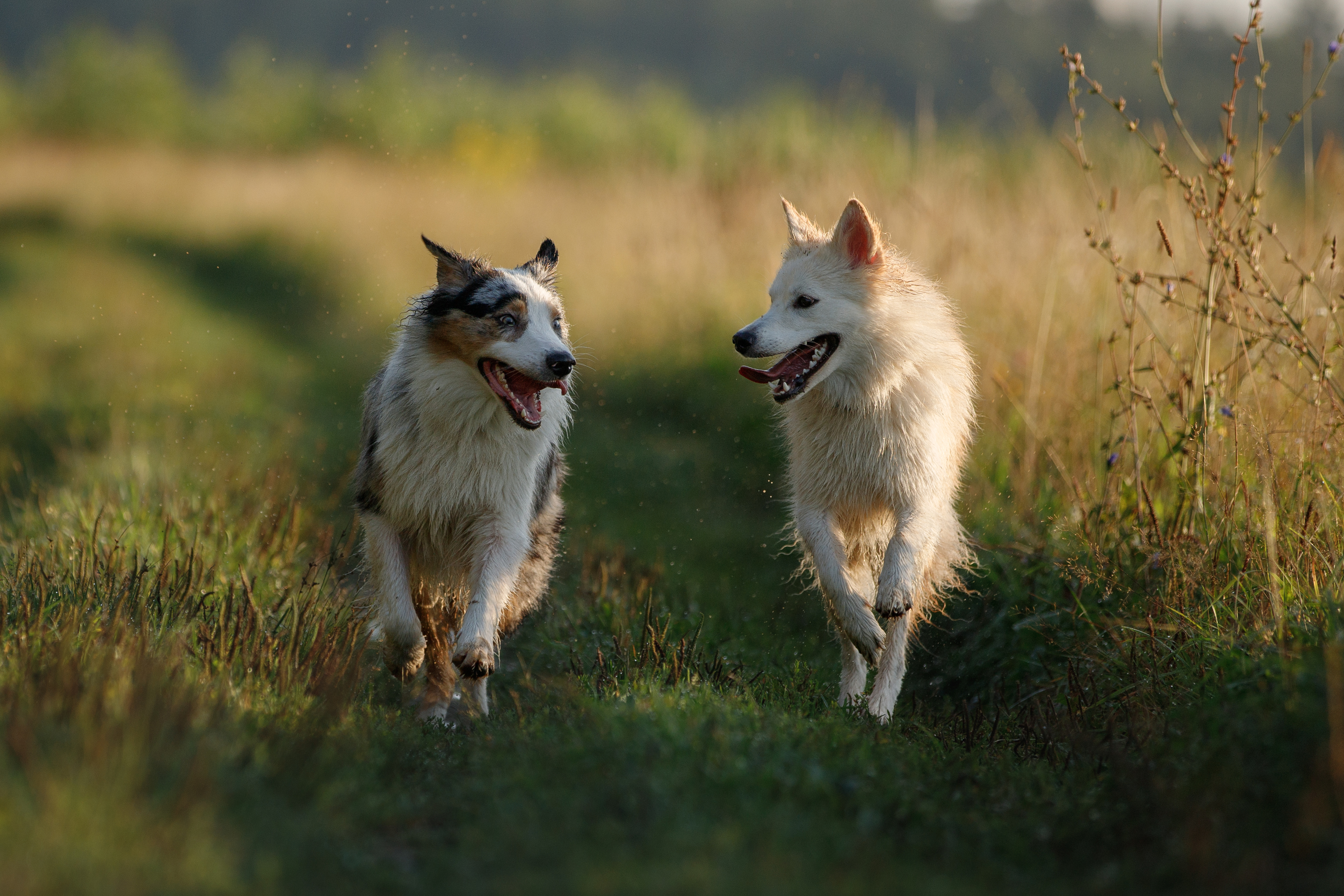 , Шерскова Мария