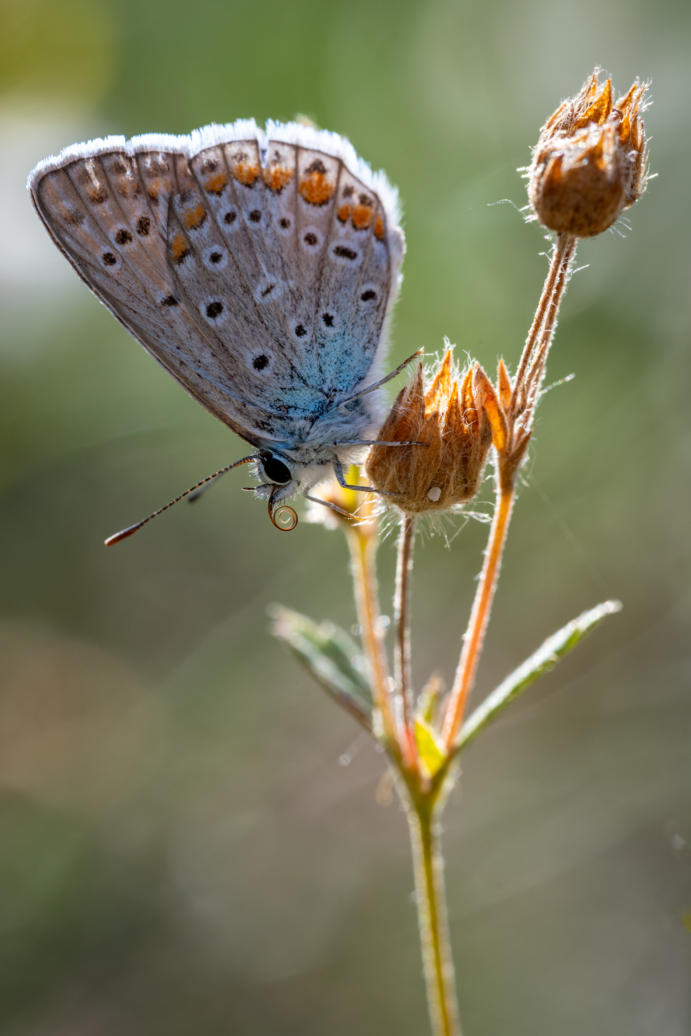 , Dmitry BESPAMIATNYI