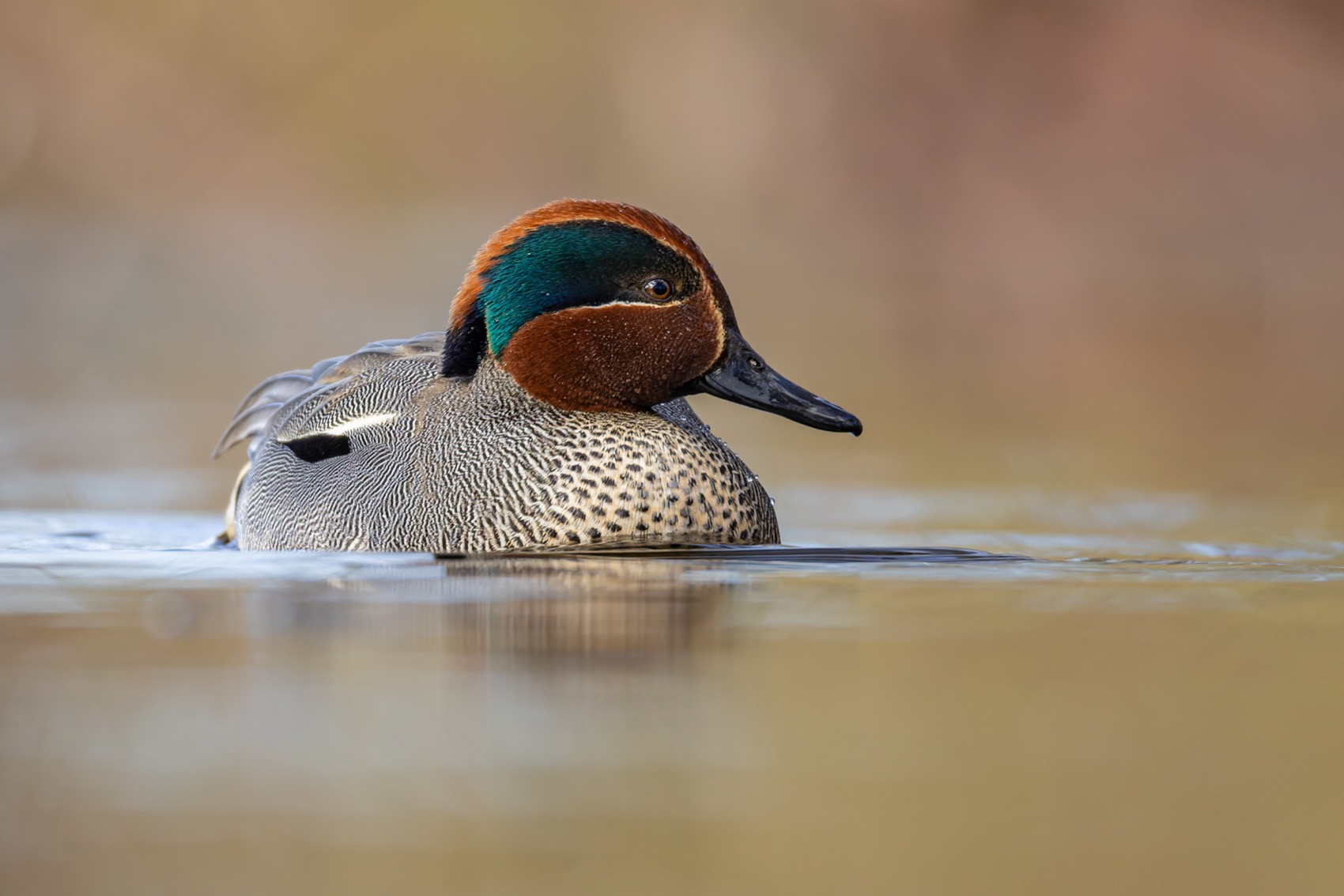 чирок-свистунок, утка, птицы, чирок, свистунок, Руслан Pl