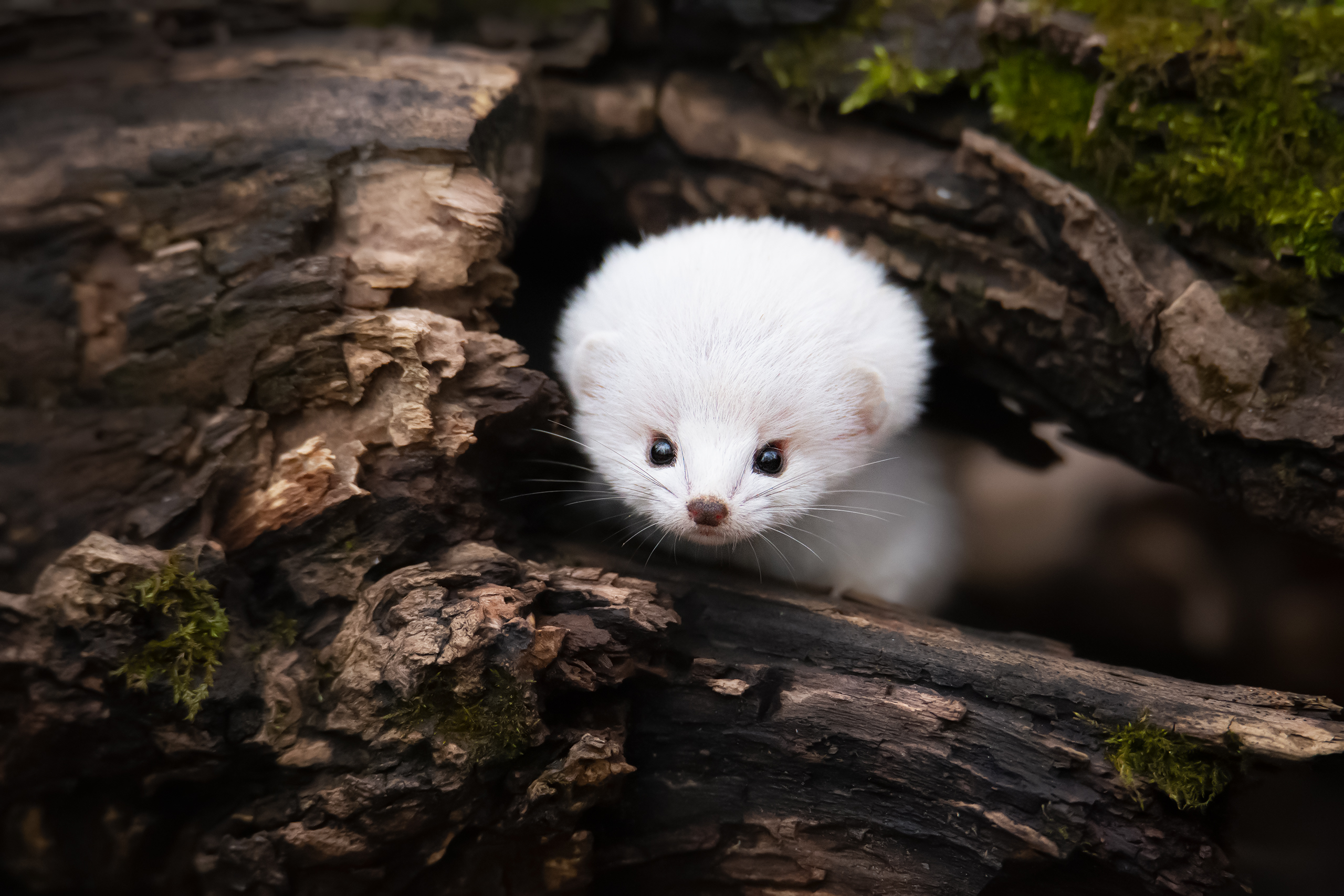 , Проценко Татьяна