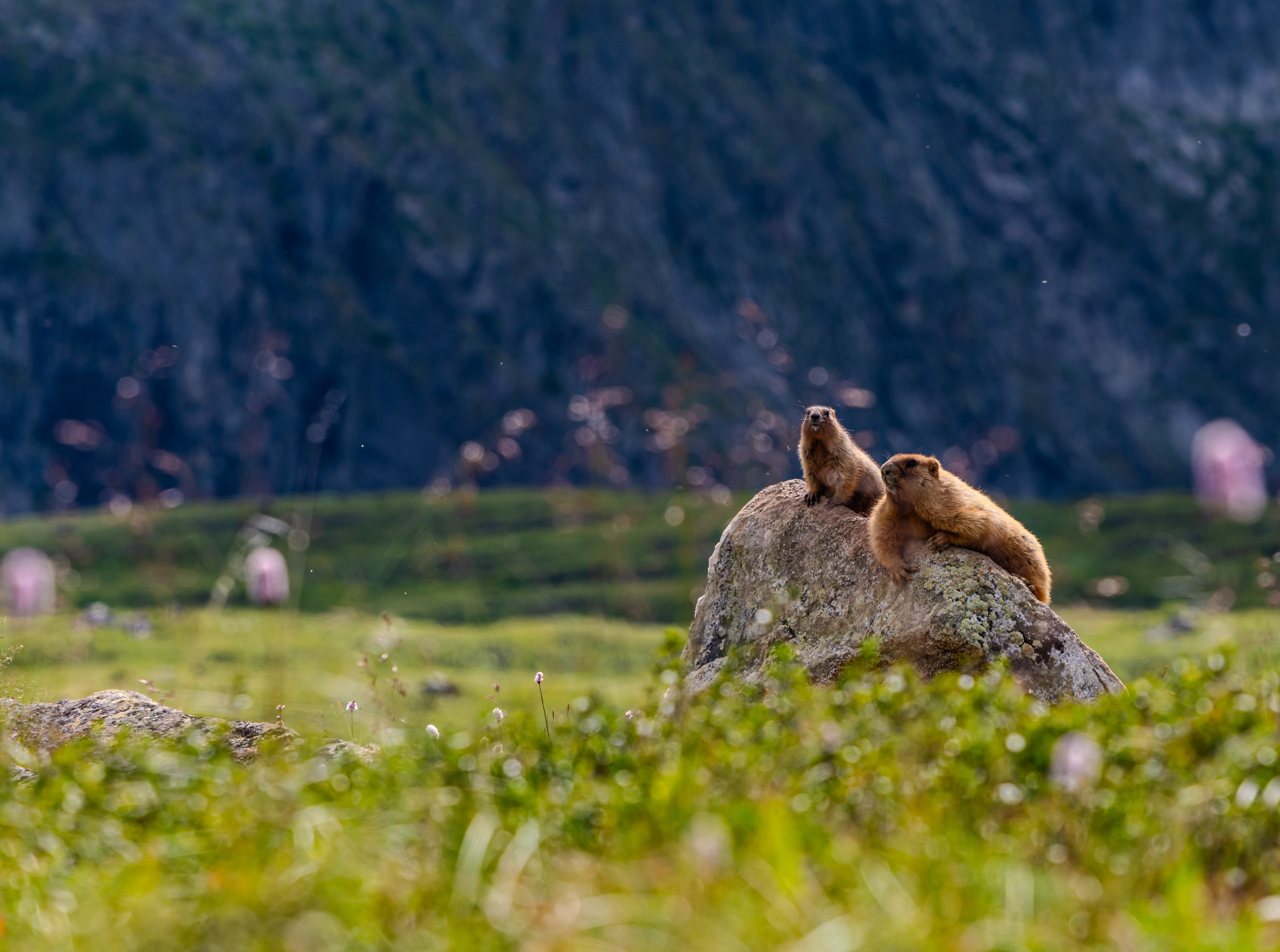 , Усанин Максим