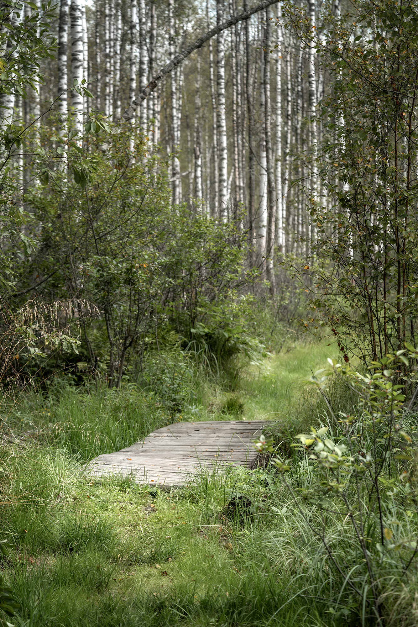 лес, природа, берёзы, пейзаж, деревья, Завьялова Людмила