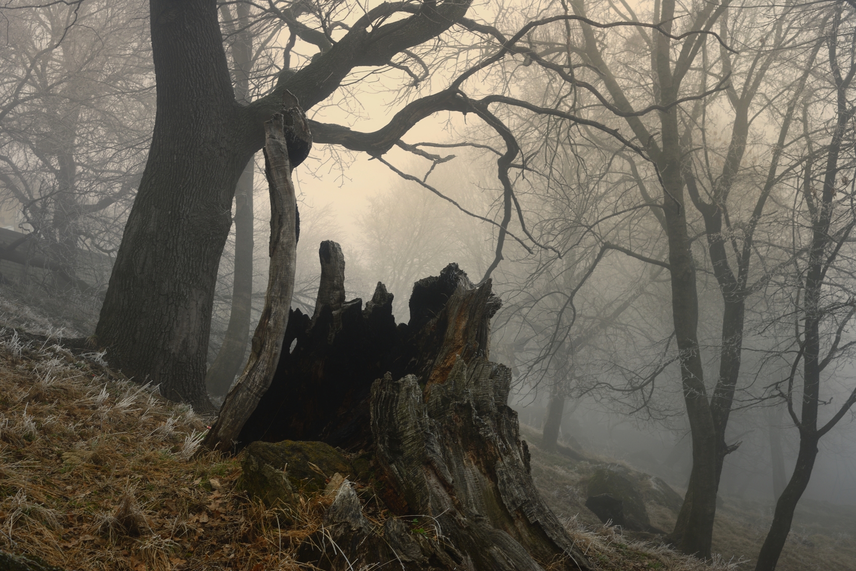 зима туман лес утро пень, Александр Жарников