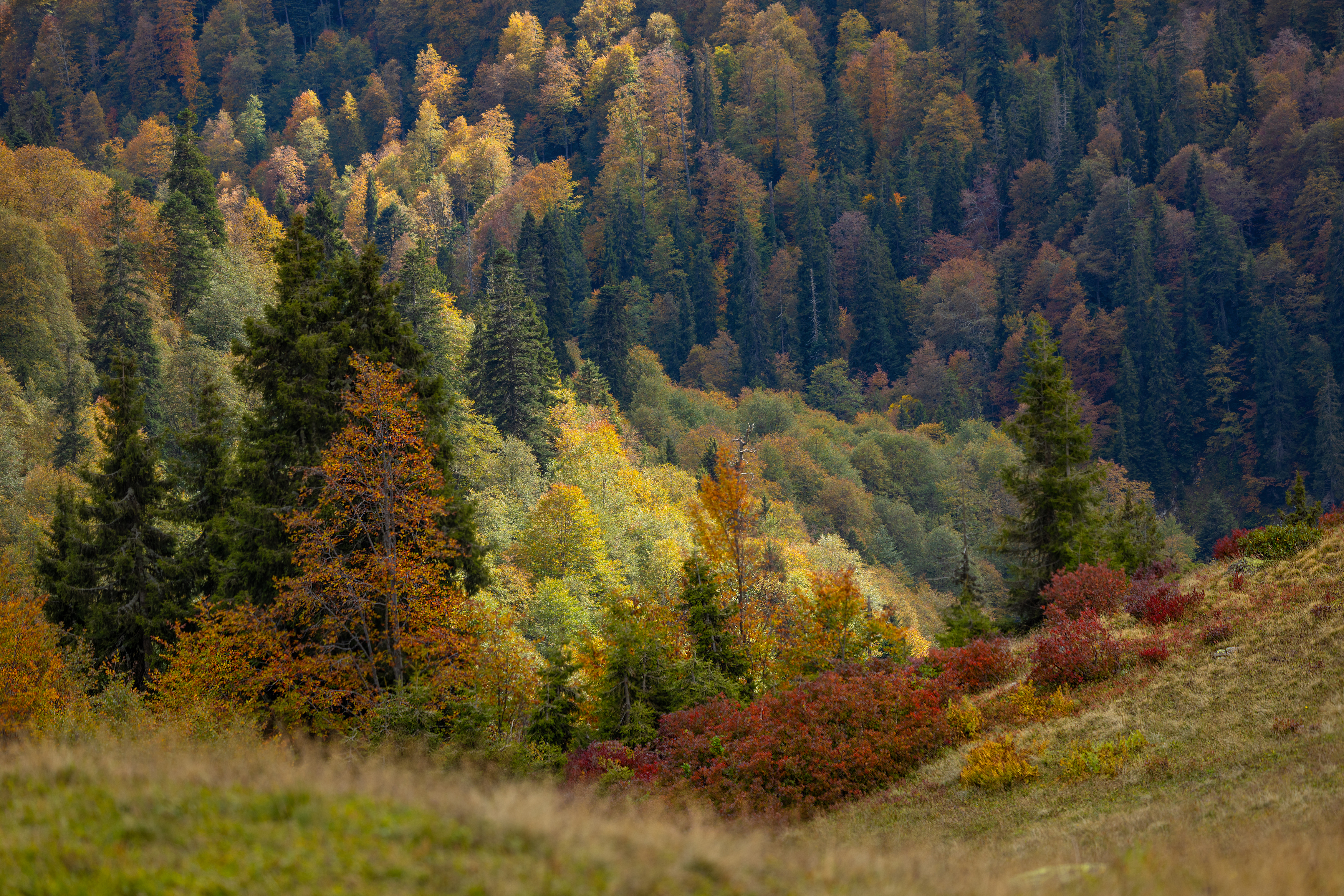 , Bessarion Chakhvadze