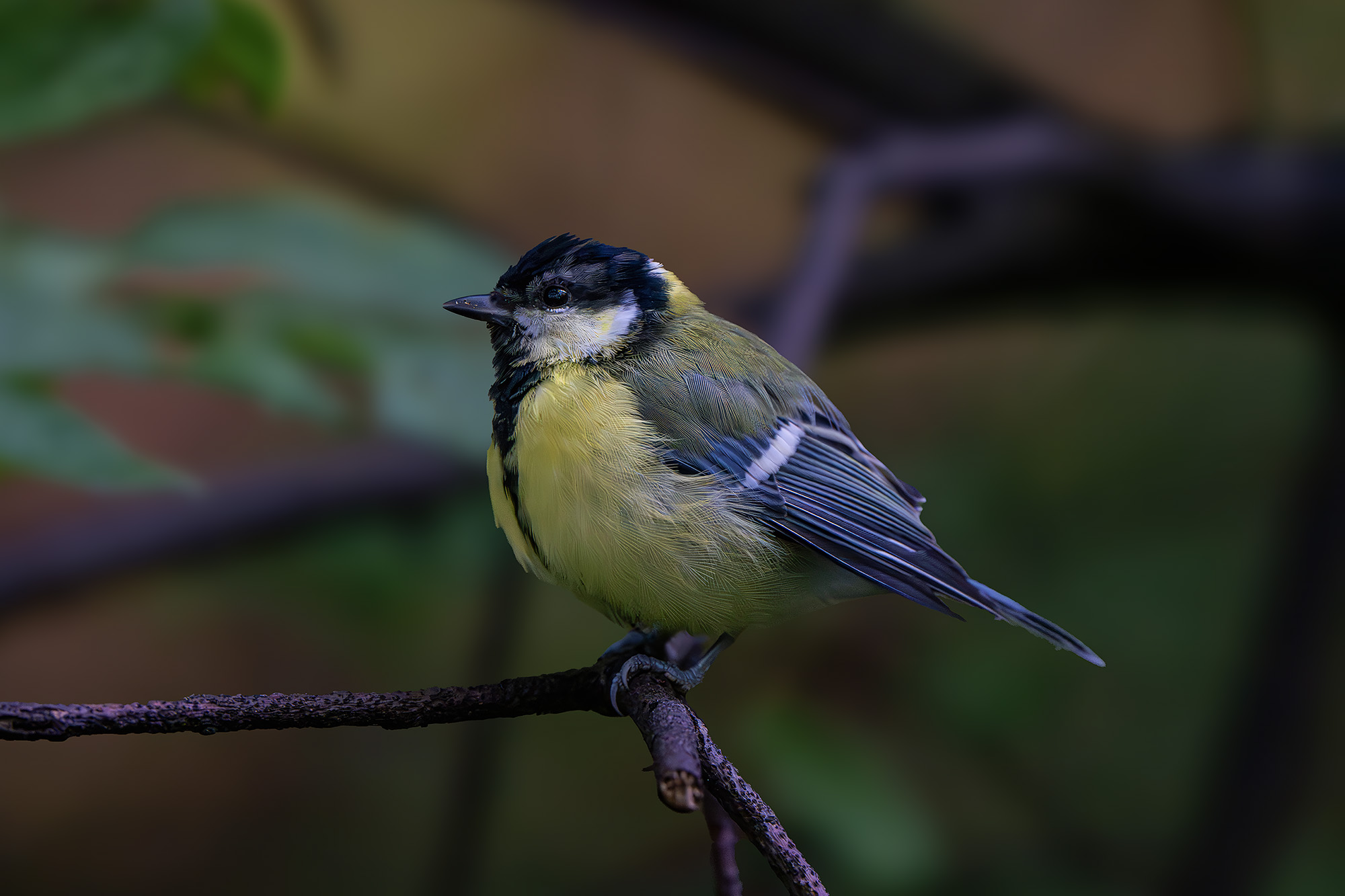 , Молодкин Дмитрий