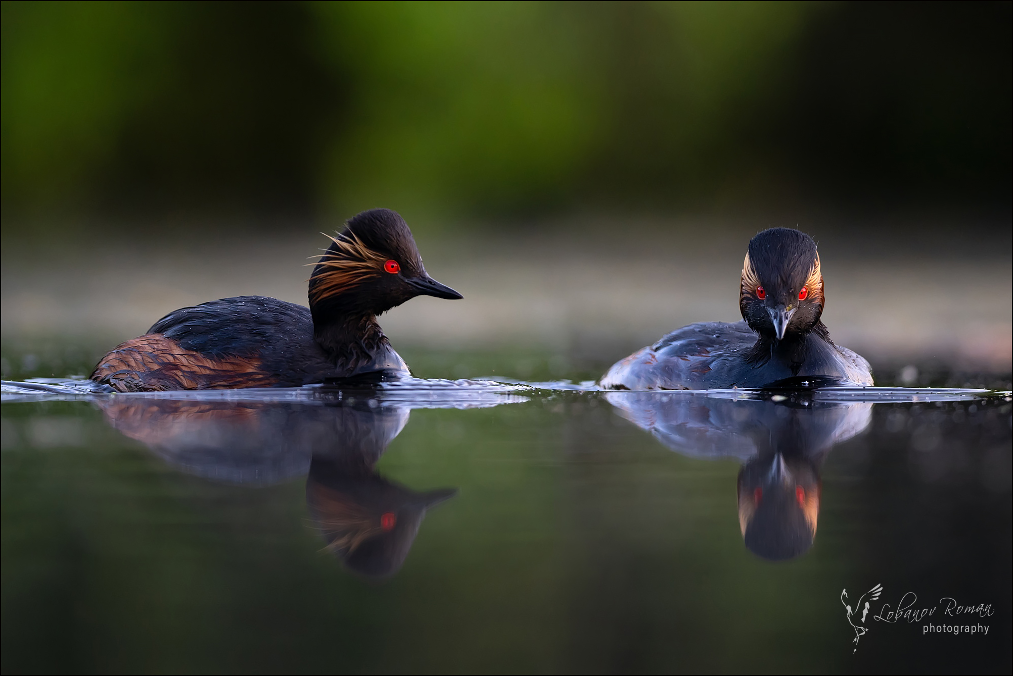 , Лобанов Роман