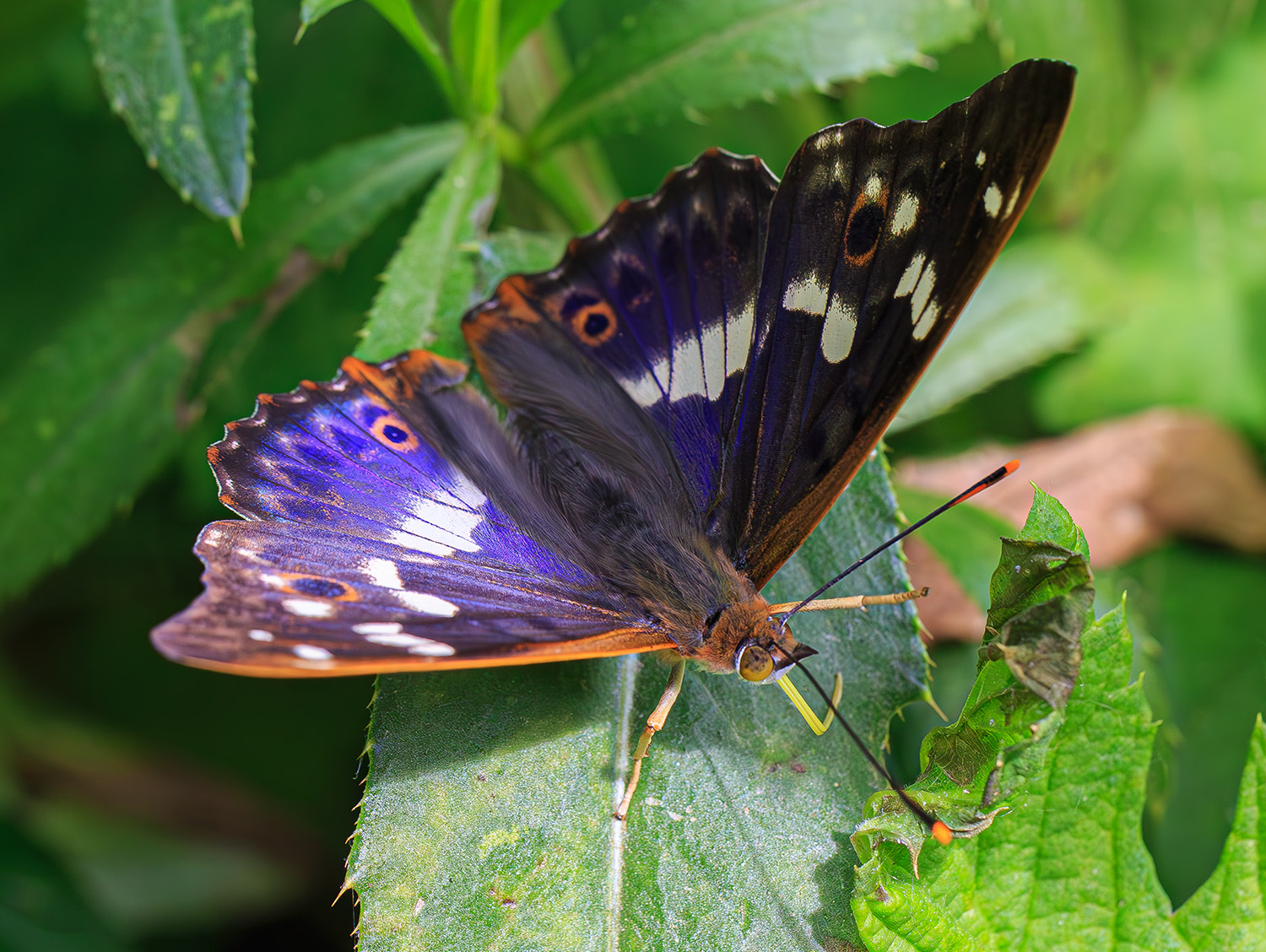 насекомые, бабочка, нимфалида, переливница, лето, июнь, Борис Новиков