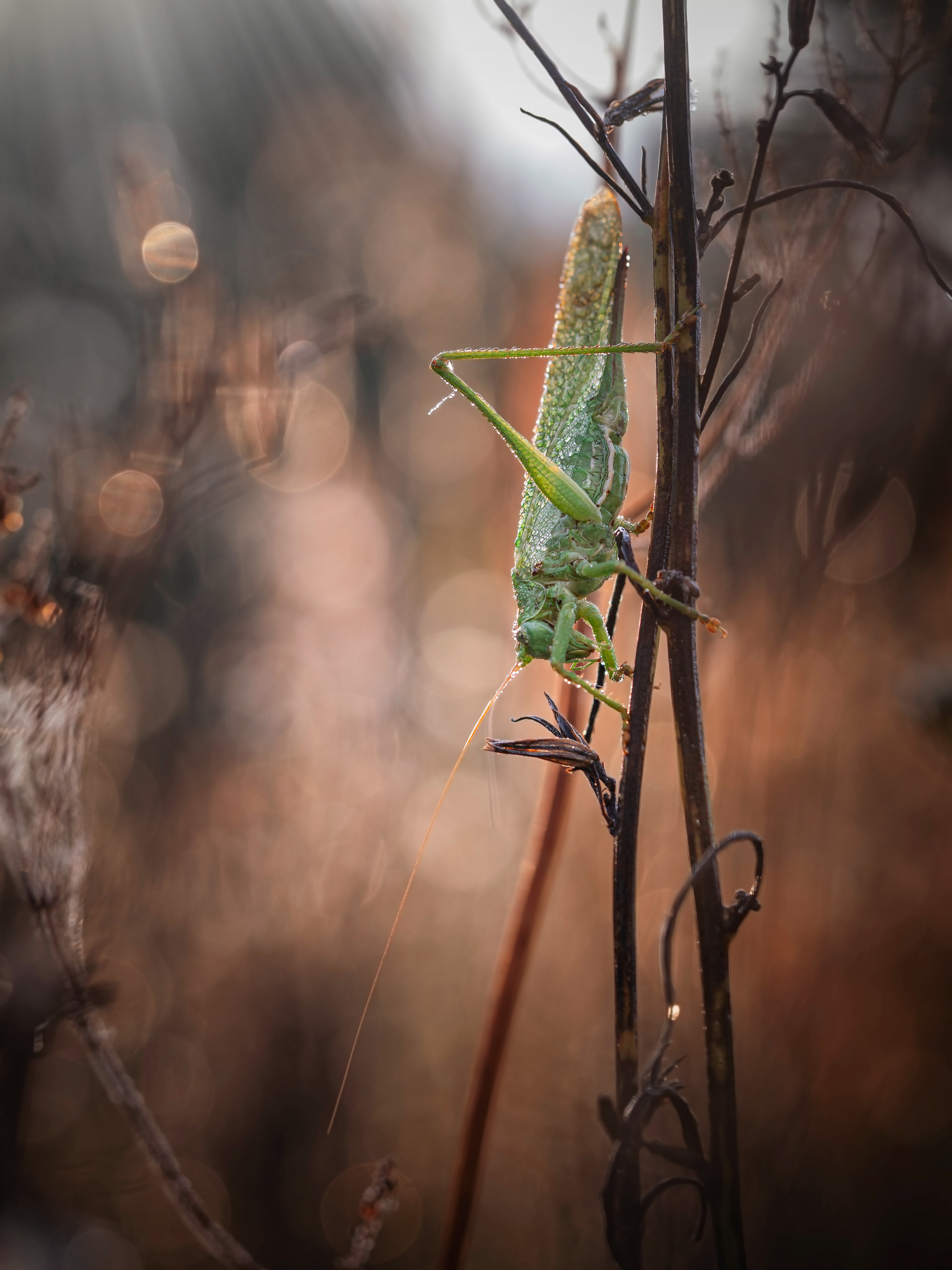 , Лапшина Владлена