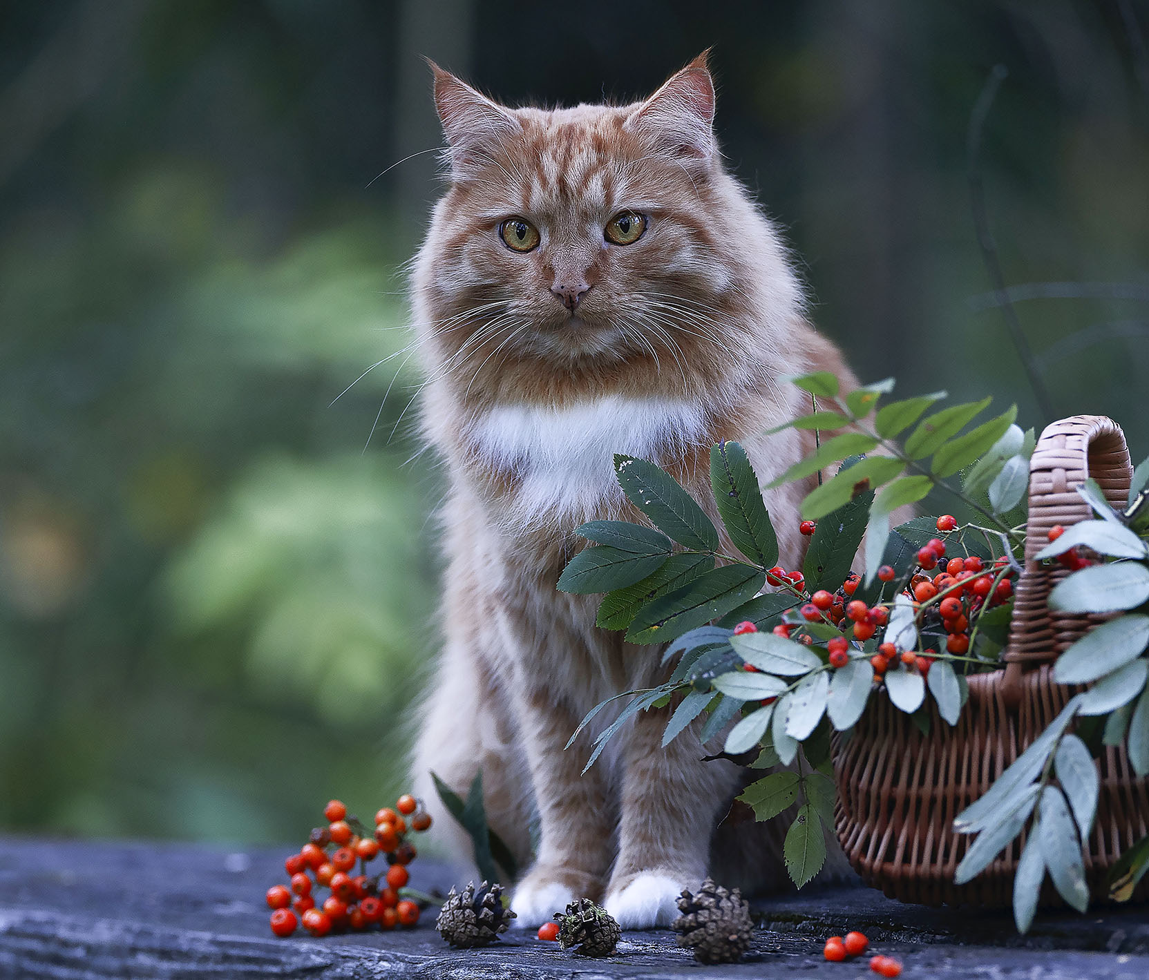 кот, рыжий, фотомодель,рябина, красавец, cat,beautiful, model, nature, Стукалова Юлия