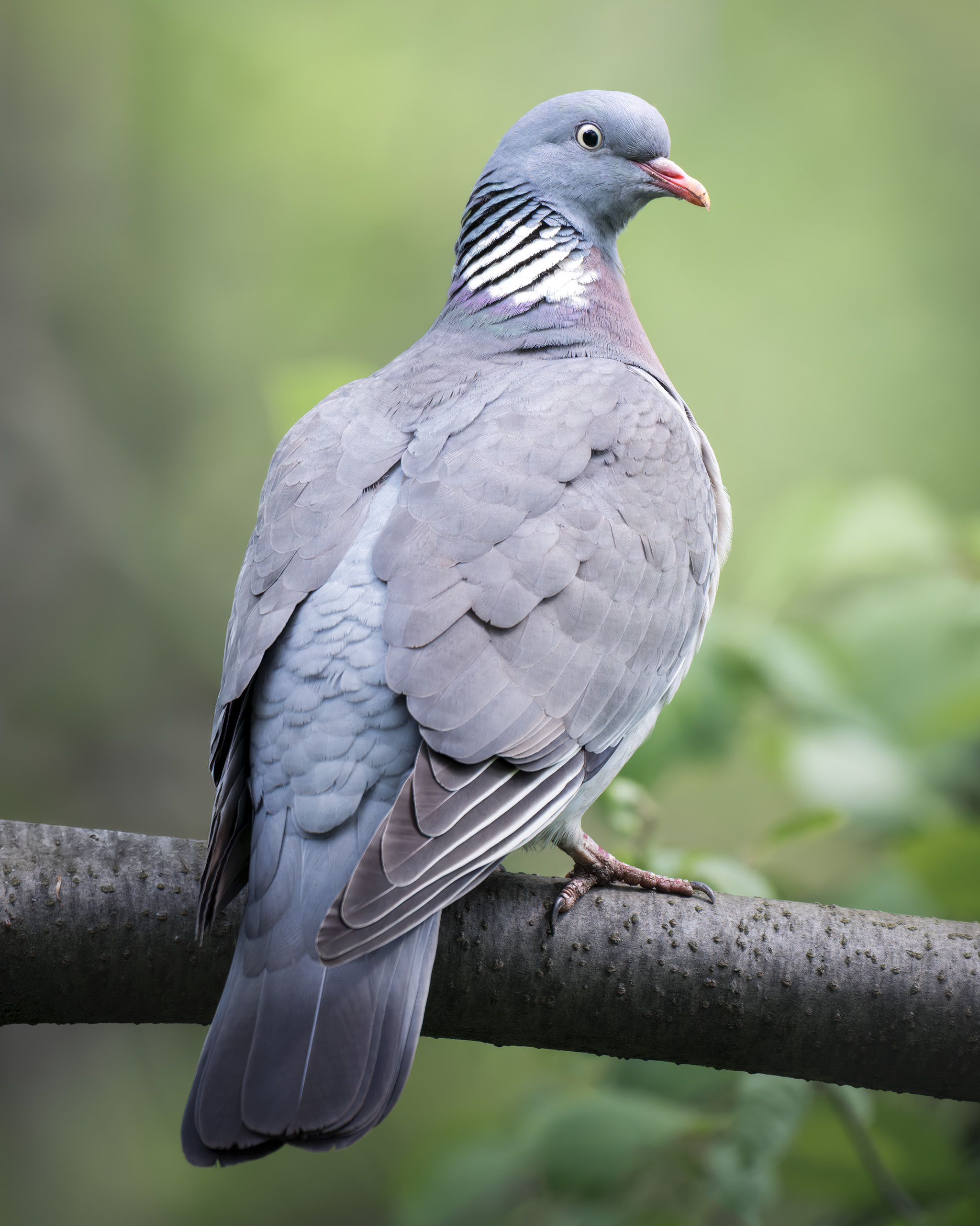 , Поляков Михаил